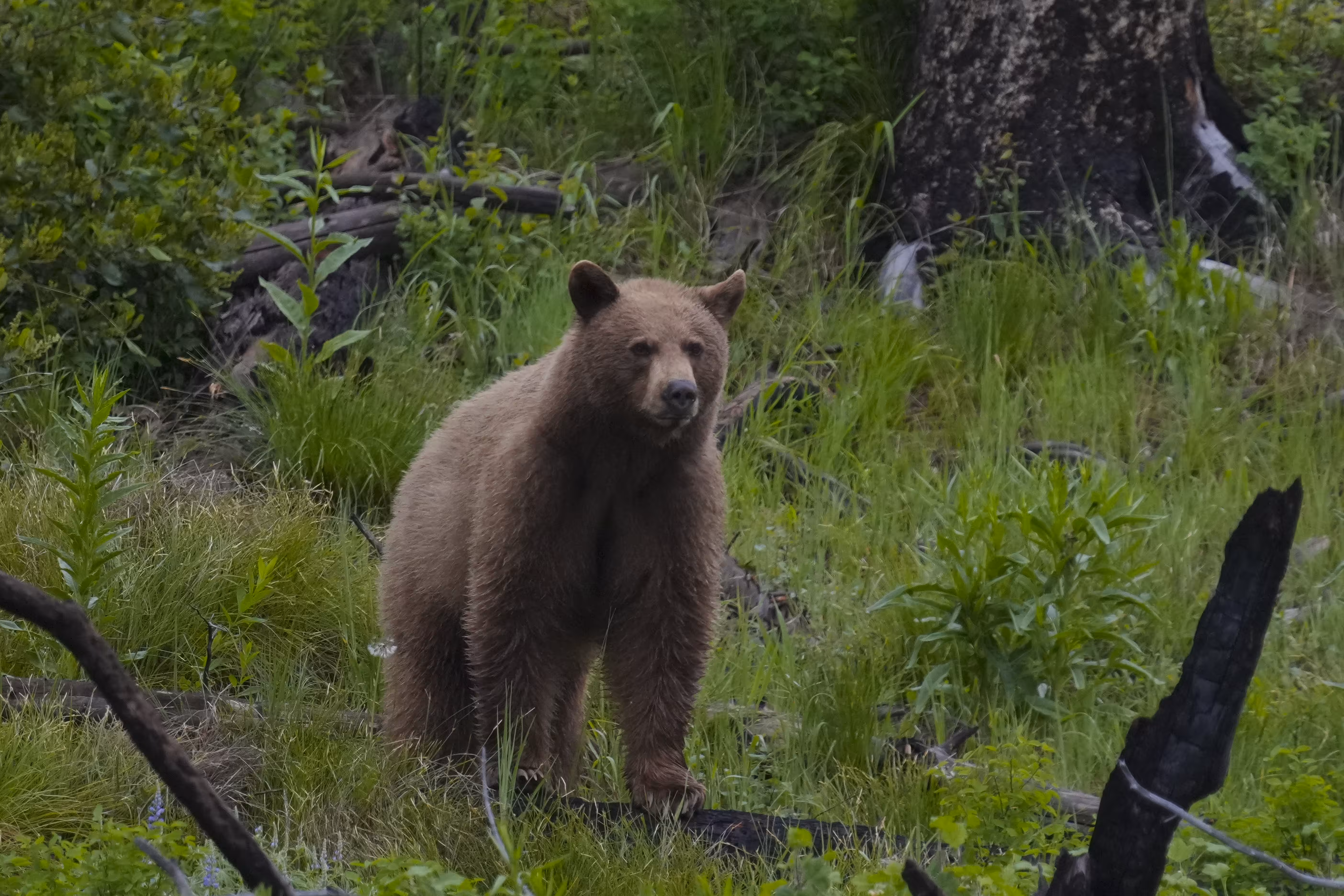 Raw image Raw Grizzly 