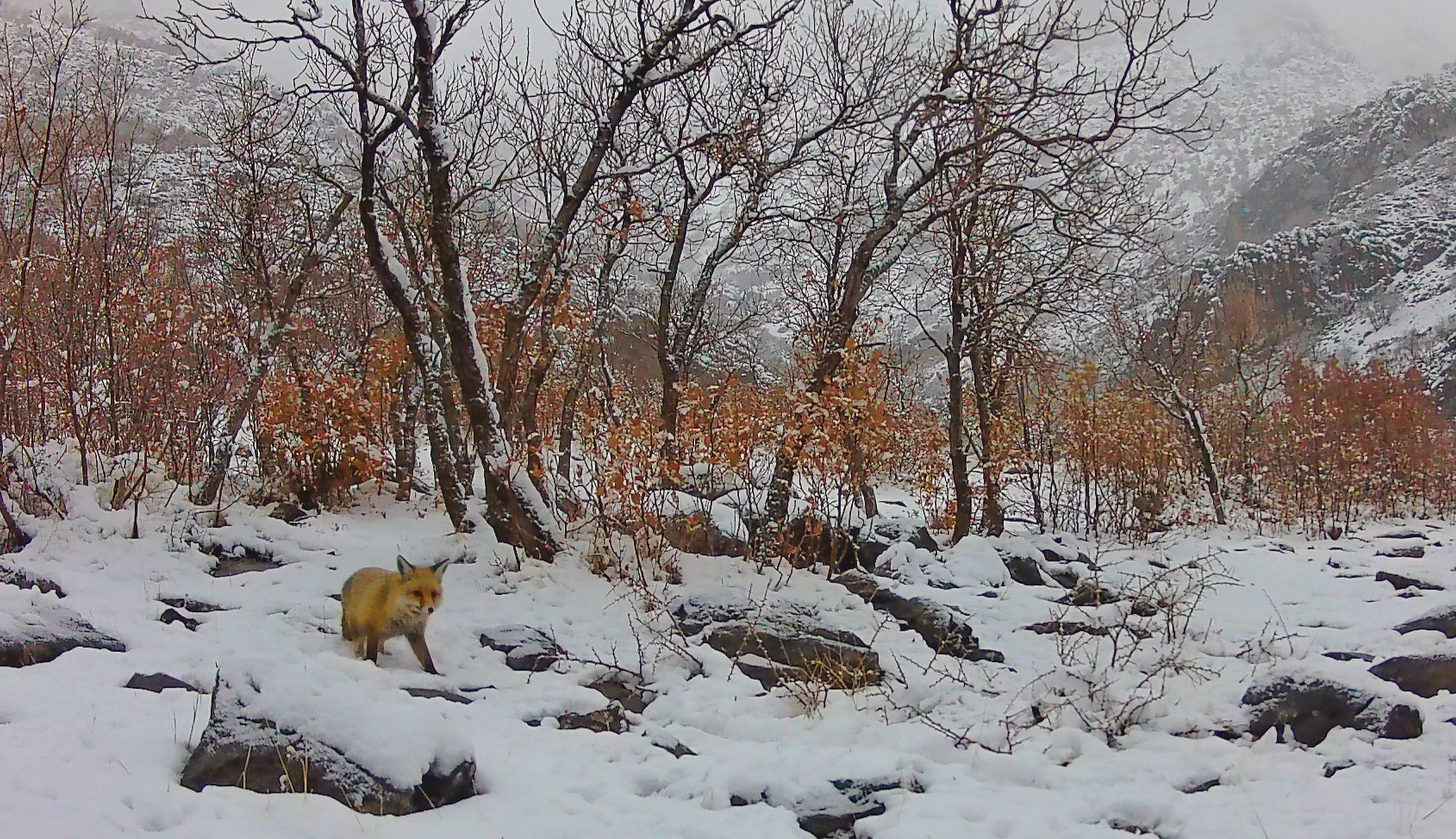 Red fox in search of food on a snowy day 