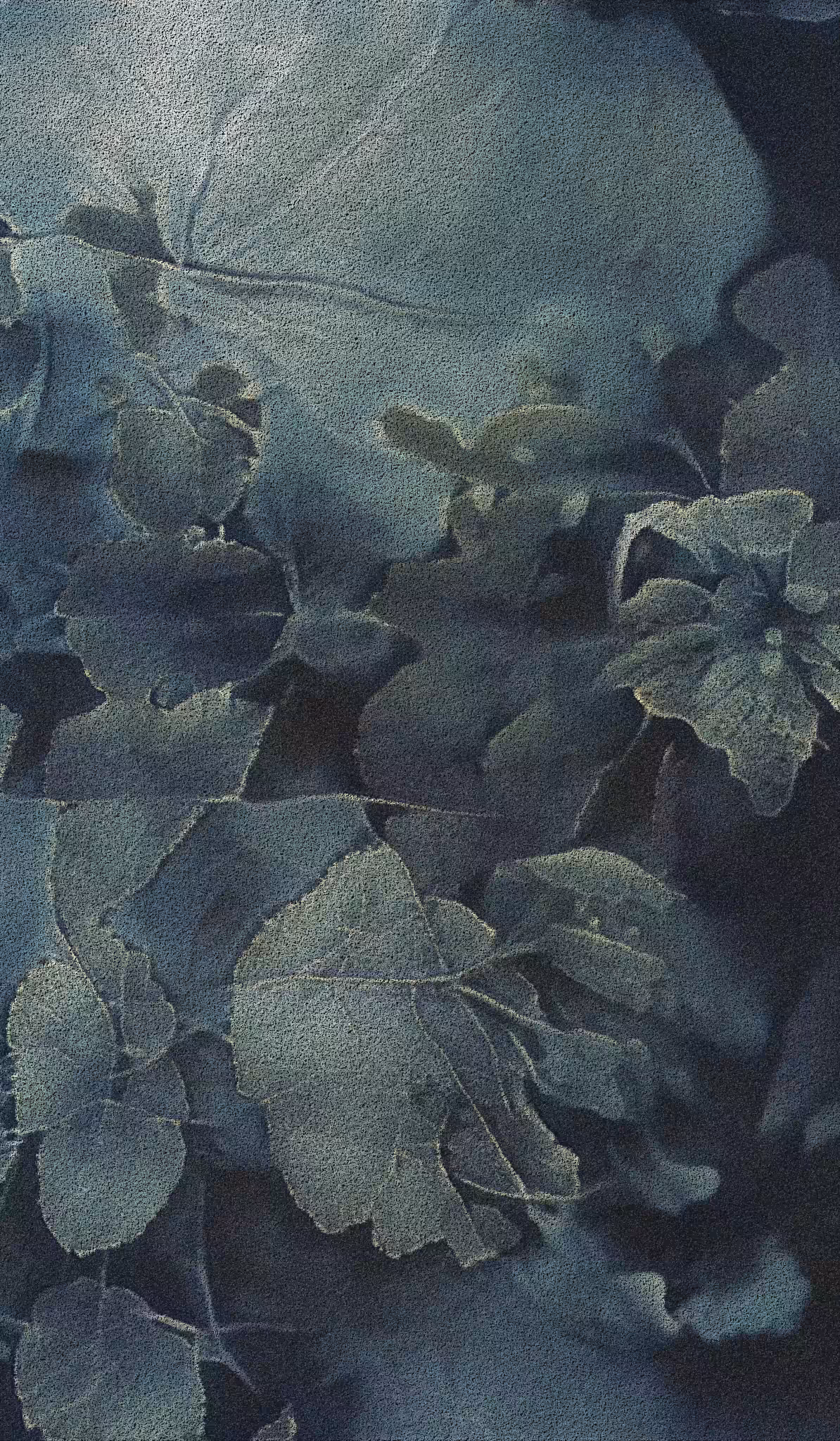 APPARATUS-VITIS: Apparatus Vitis #19