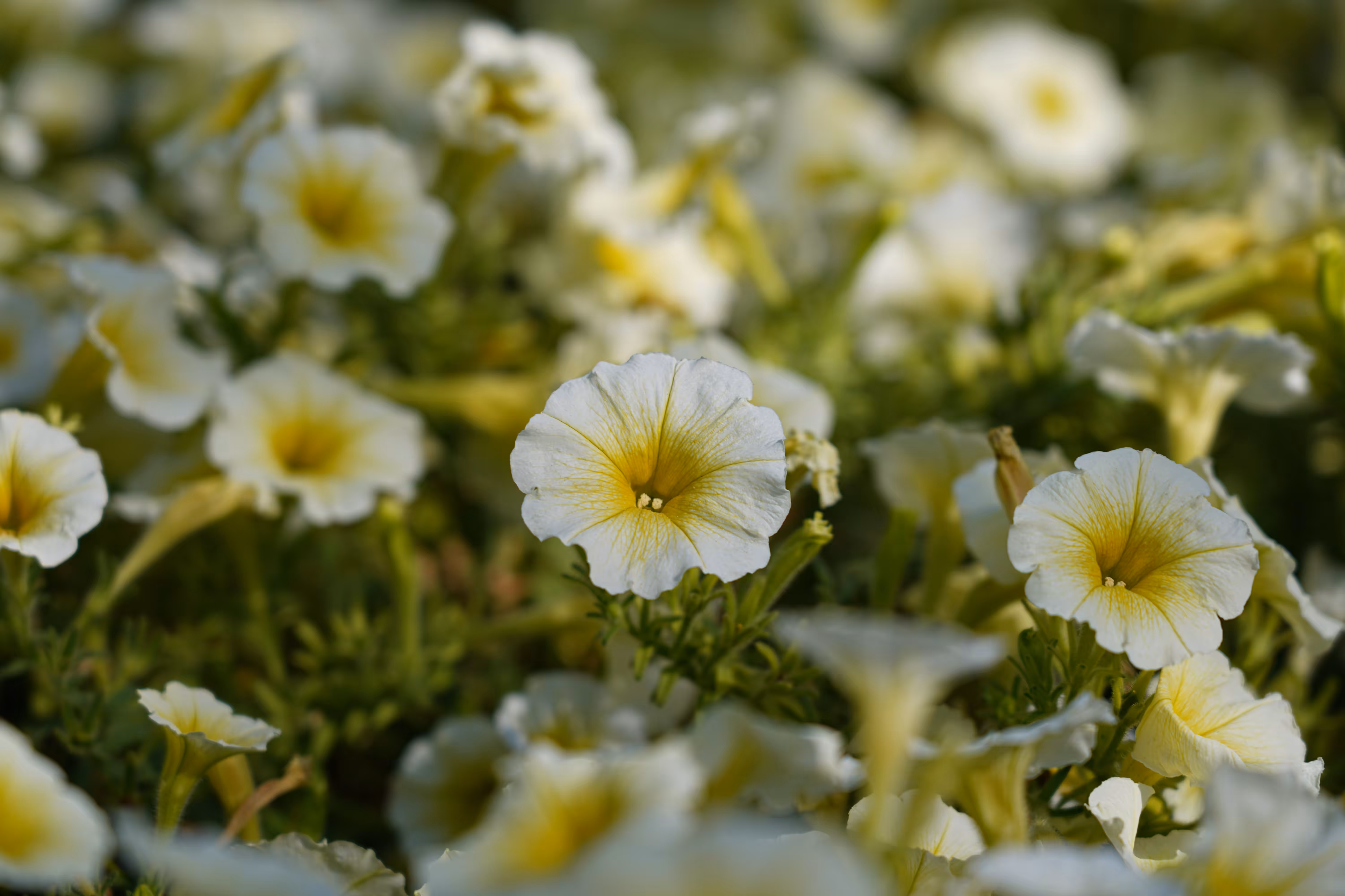 flowers: Soft Dawn
