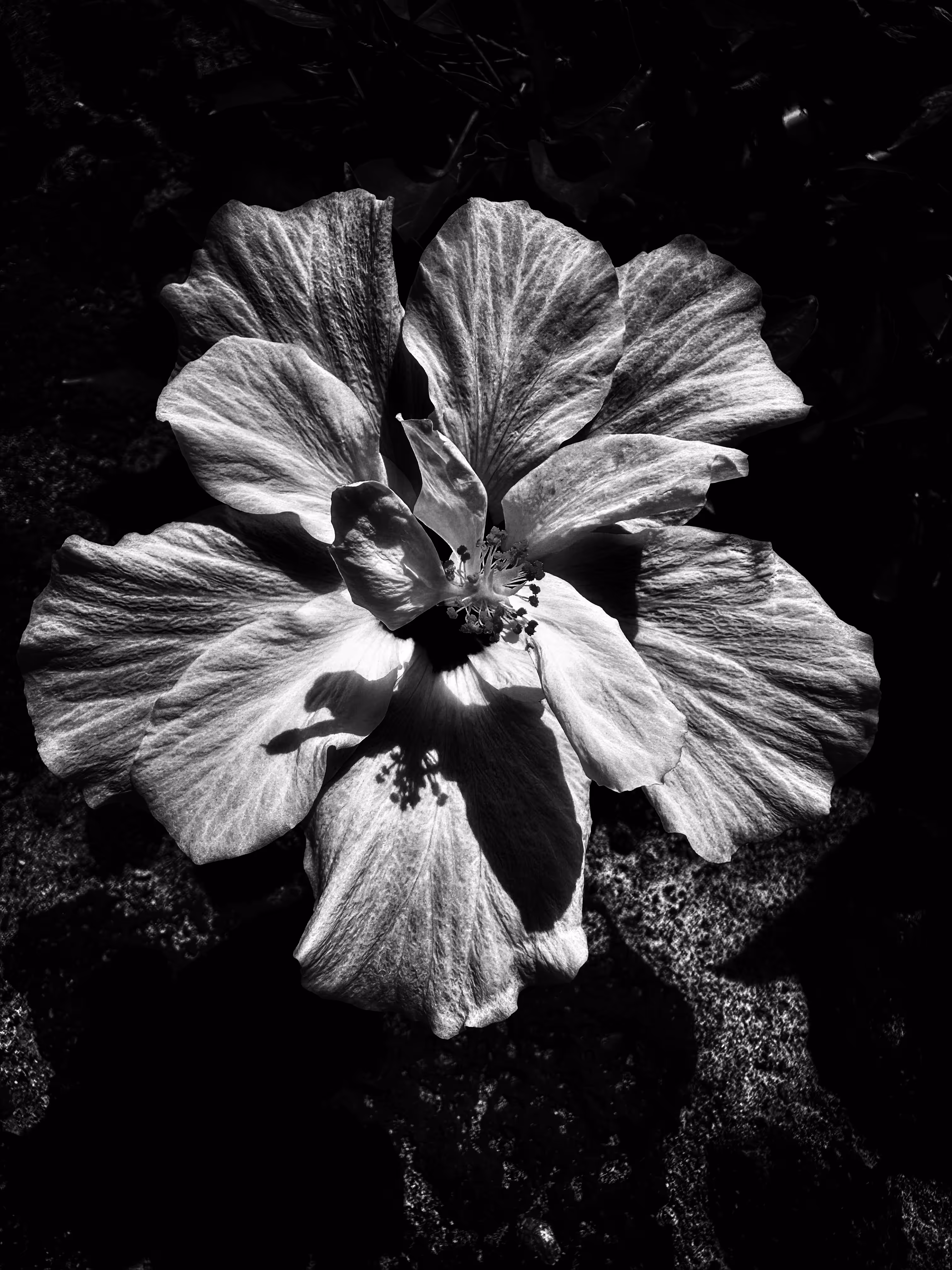 Shadowplay