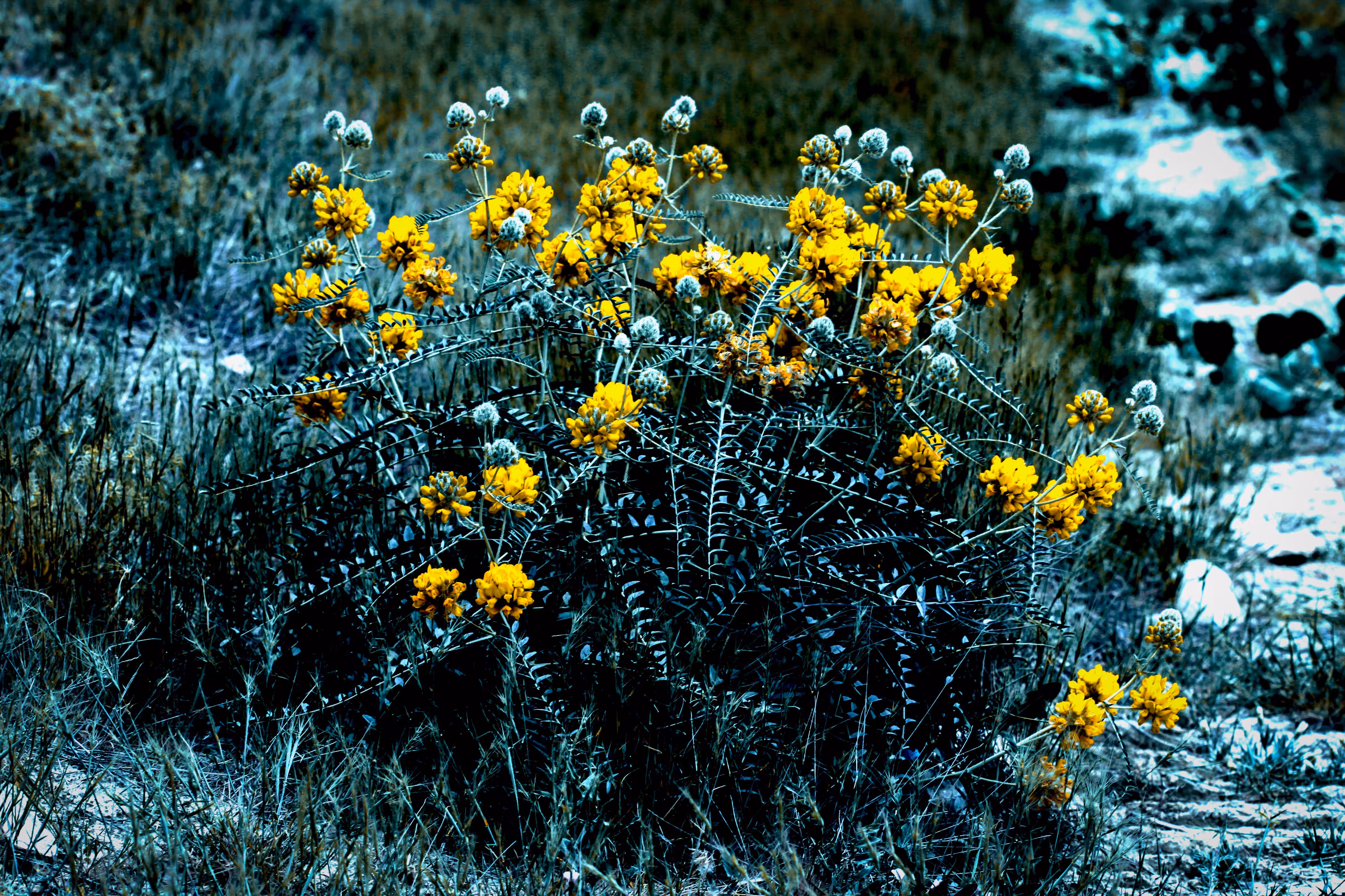 Astragalus ponticus