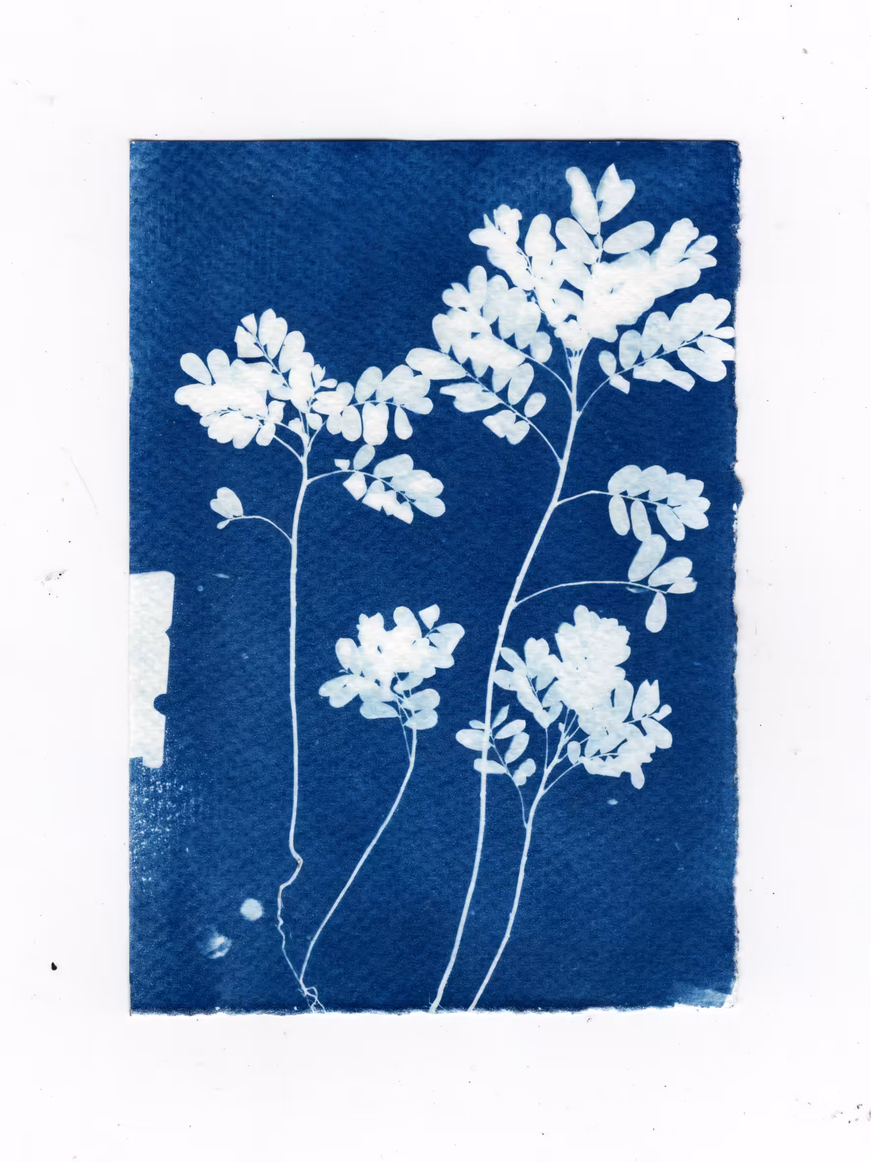 Meniran (Phyllanthus Niruri L)