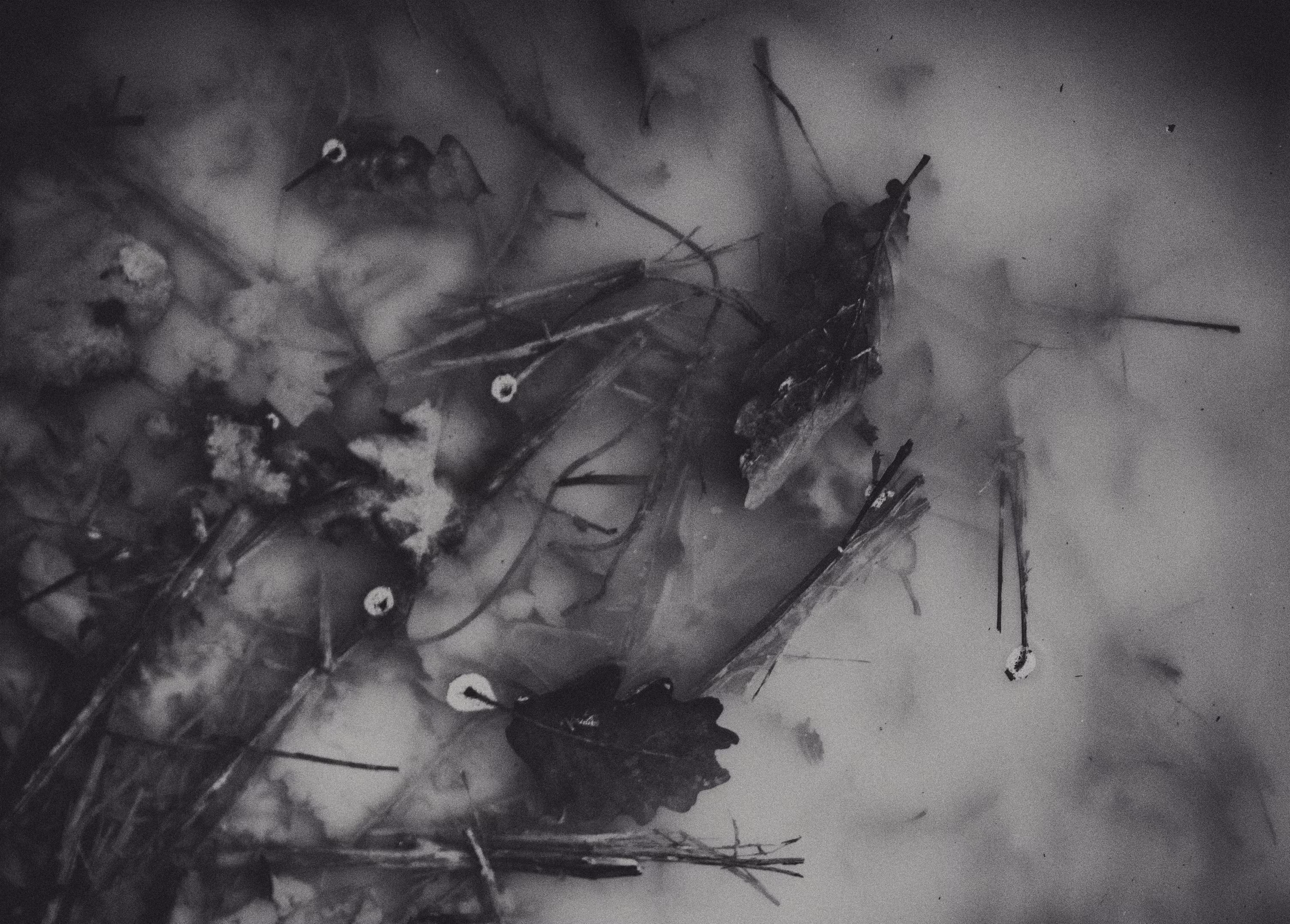 Leaf Stories V