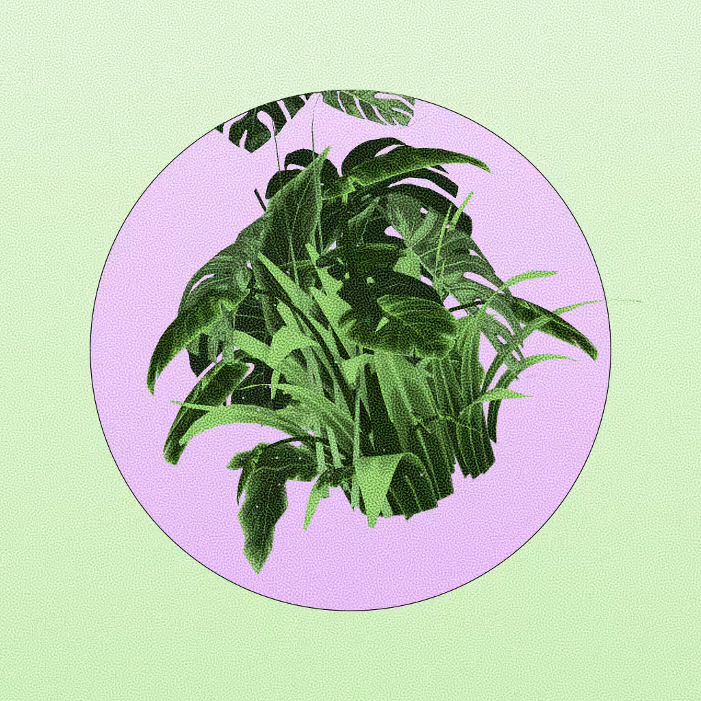 Botany #259