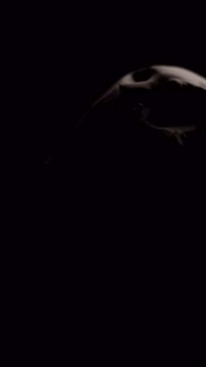 "Osseos"