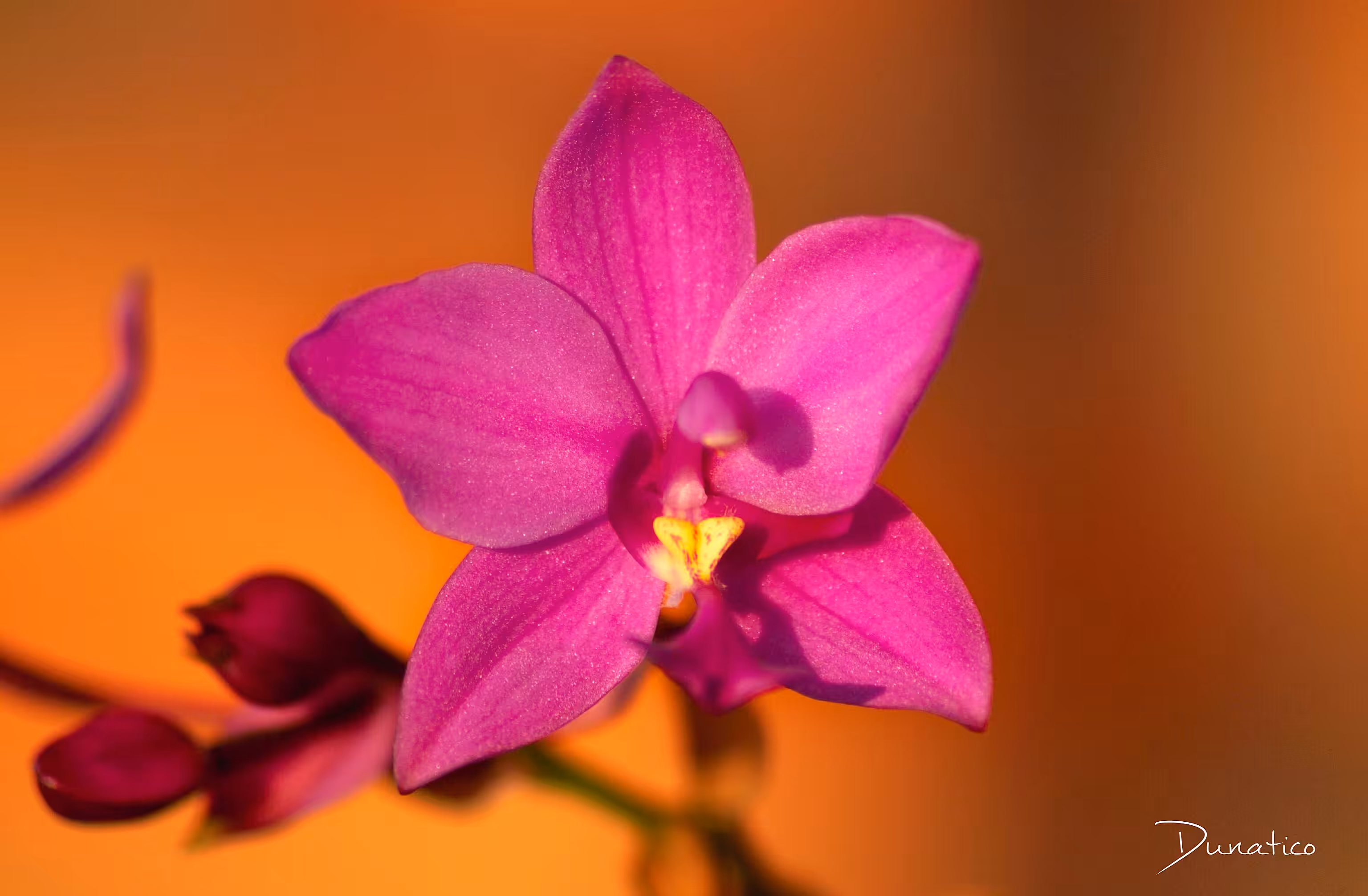 Nature Blooms