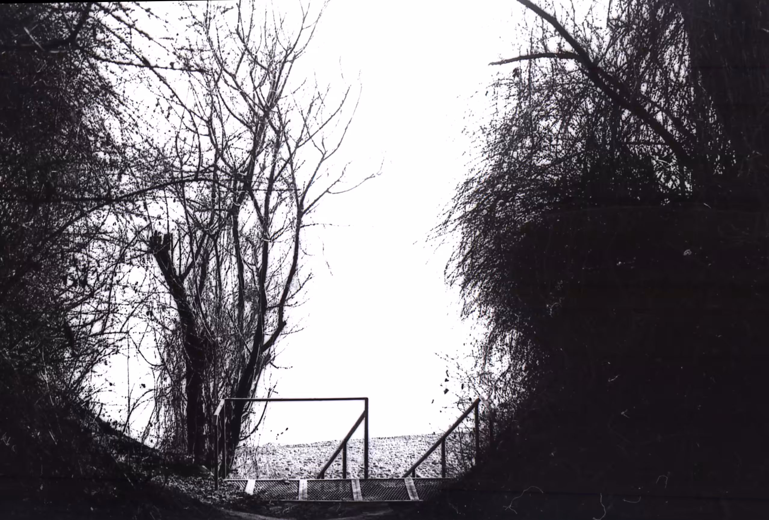 analogue n.11