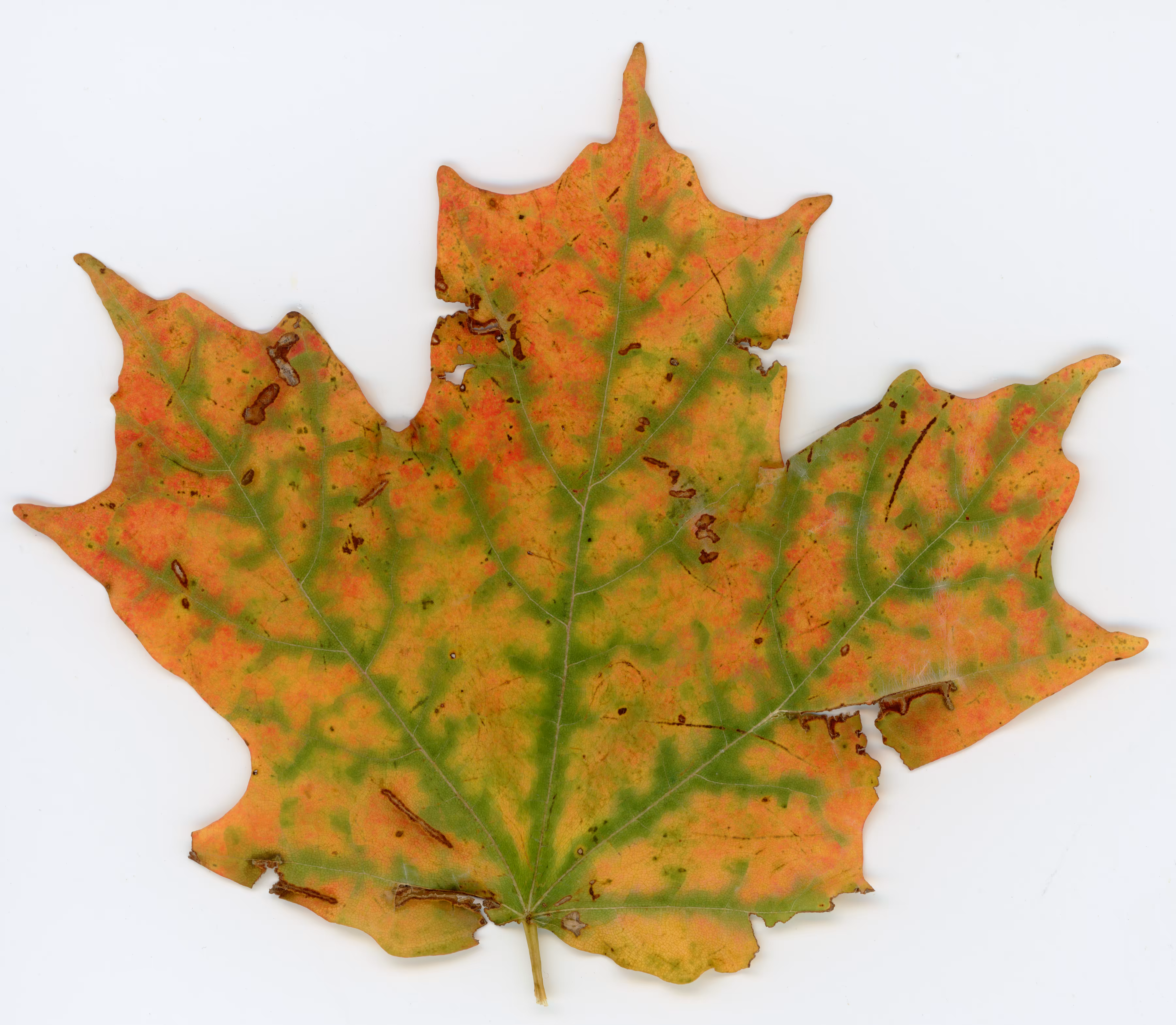 Autumnatic Intimacy #17