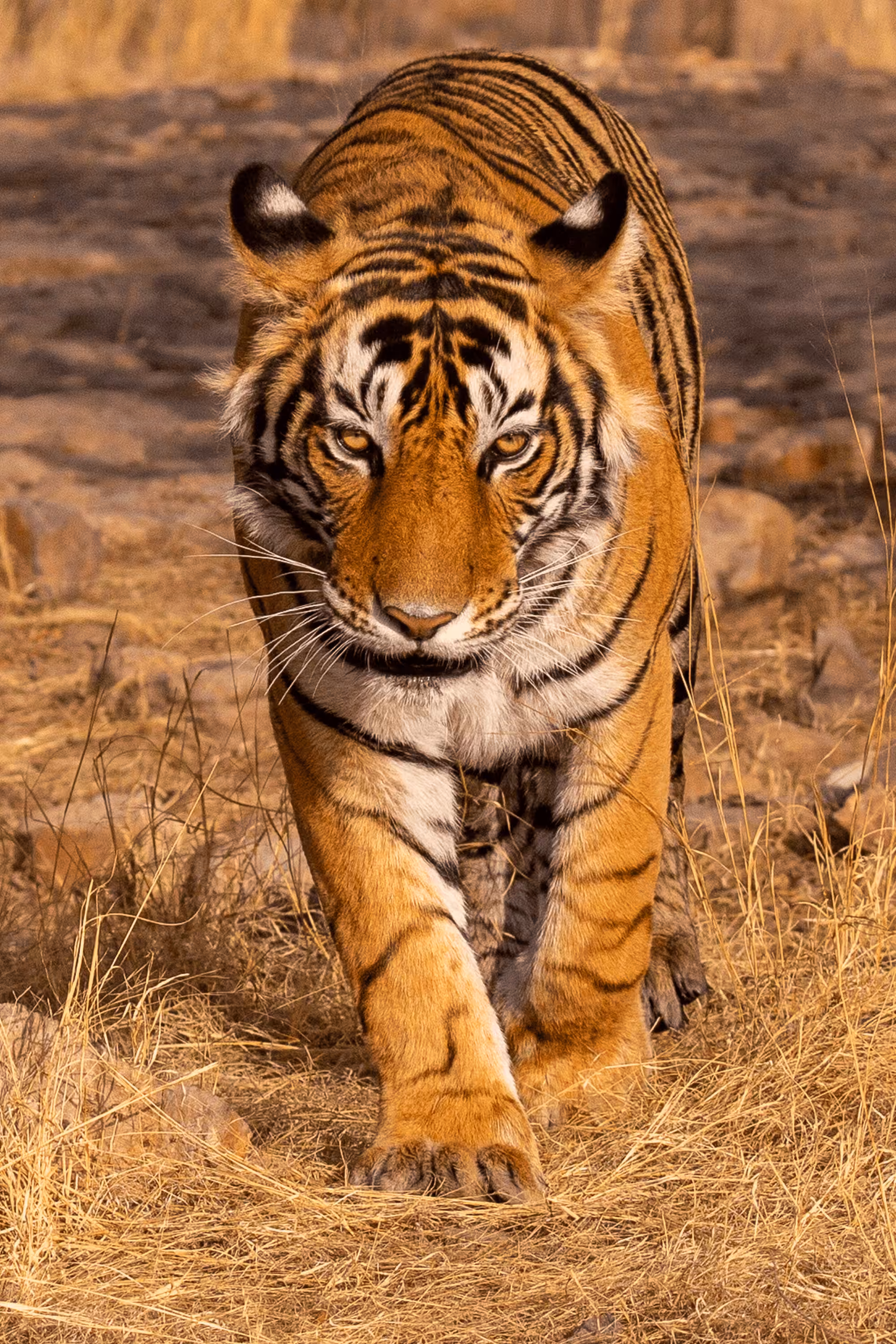 Tiger! Tiger! Image 1