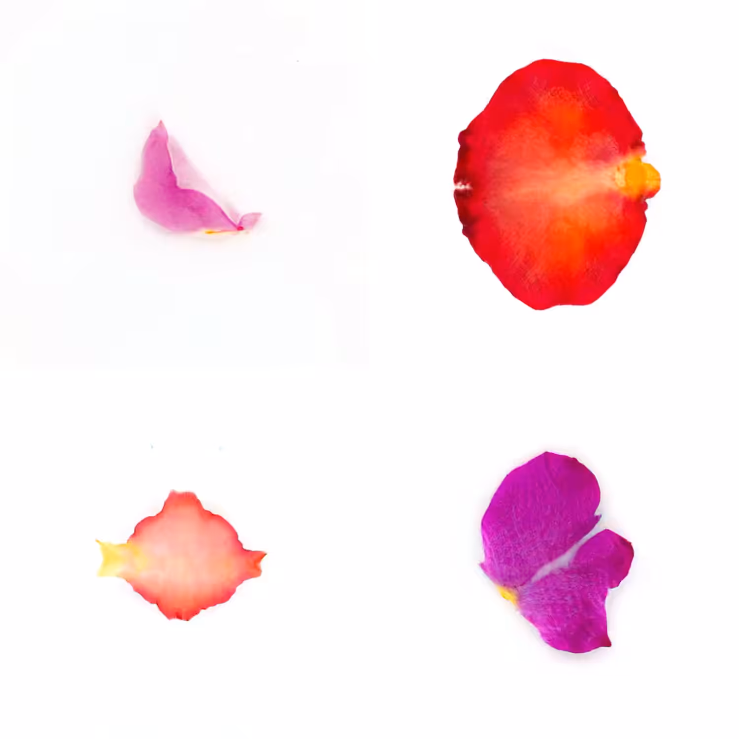 Infinite Petals 2x2#3602