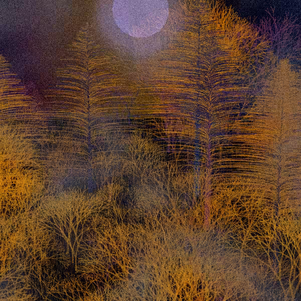 Moonlit Native Bush #3