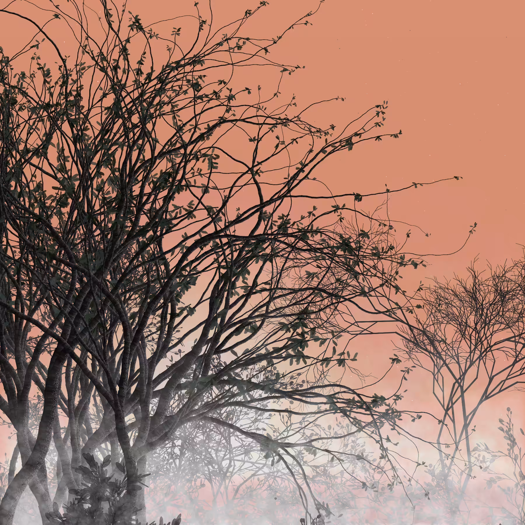 Morning Mist #148