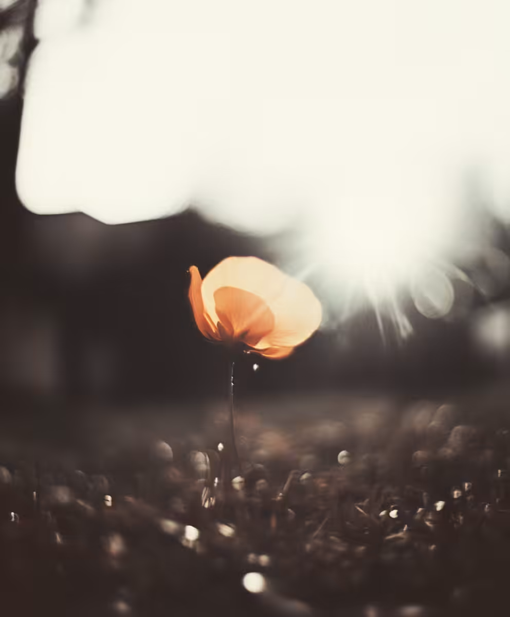 Solace