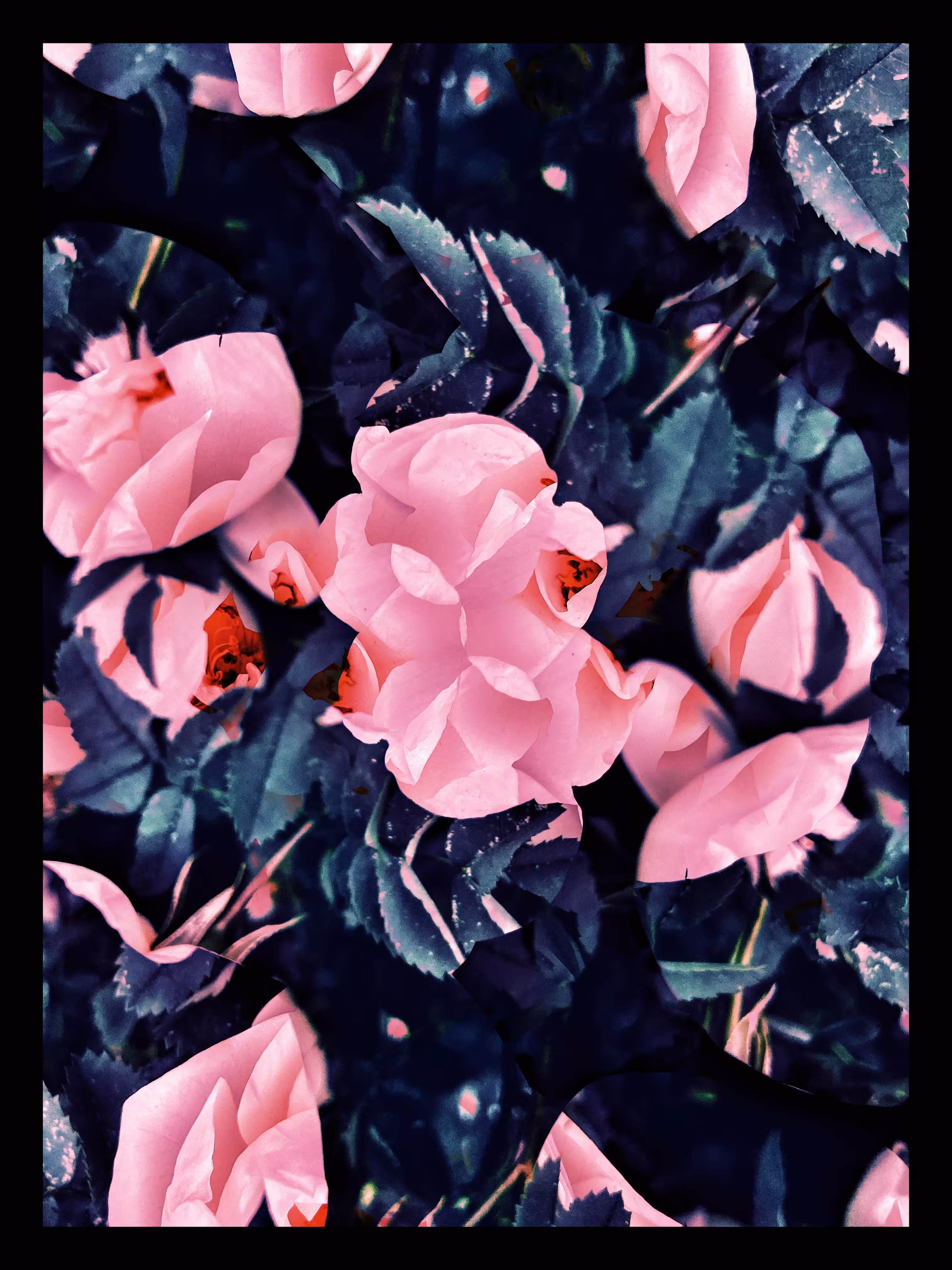 Roses 