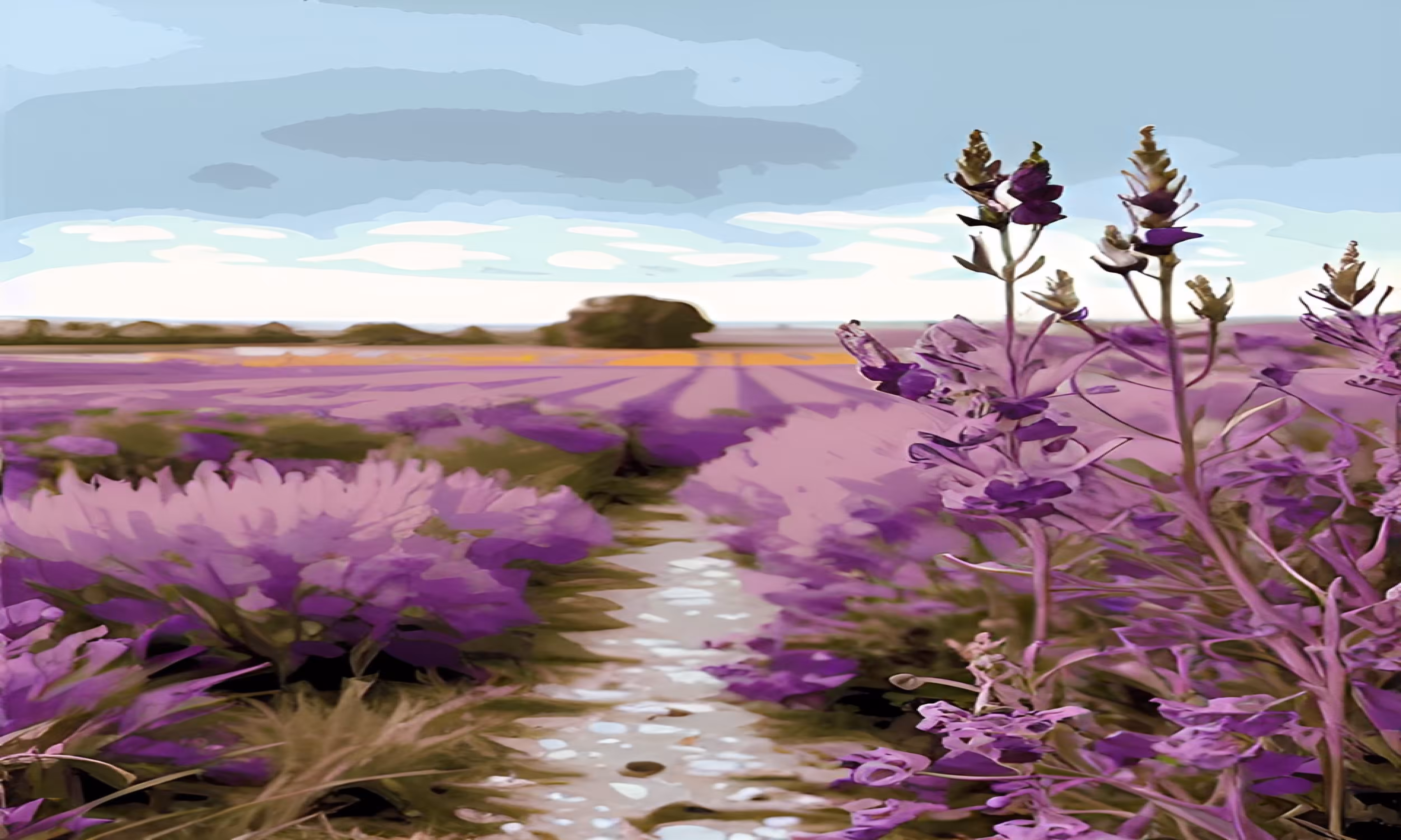 Purple fields: Purple field 11