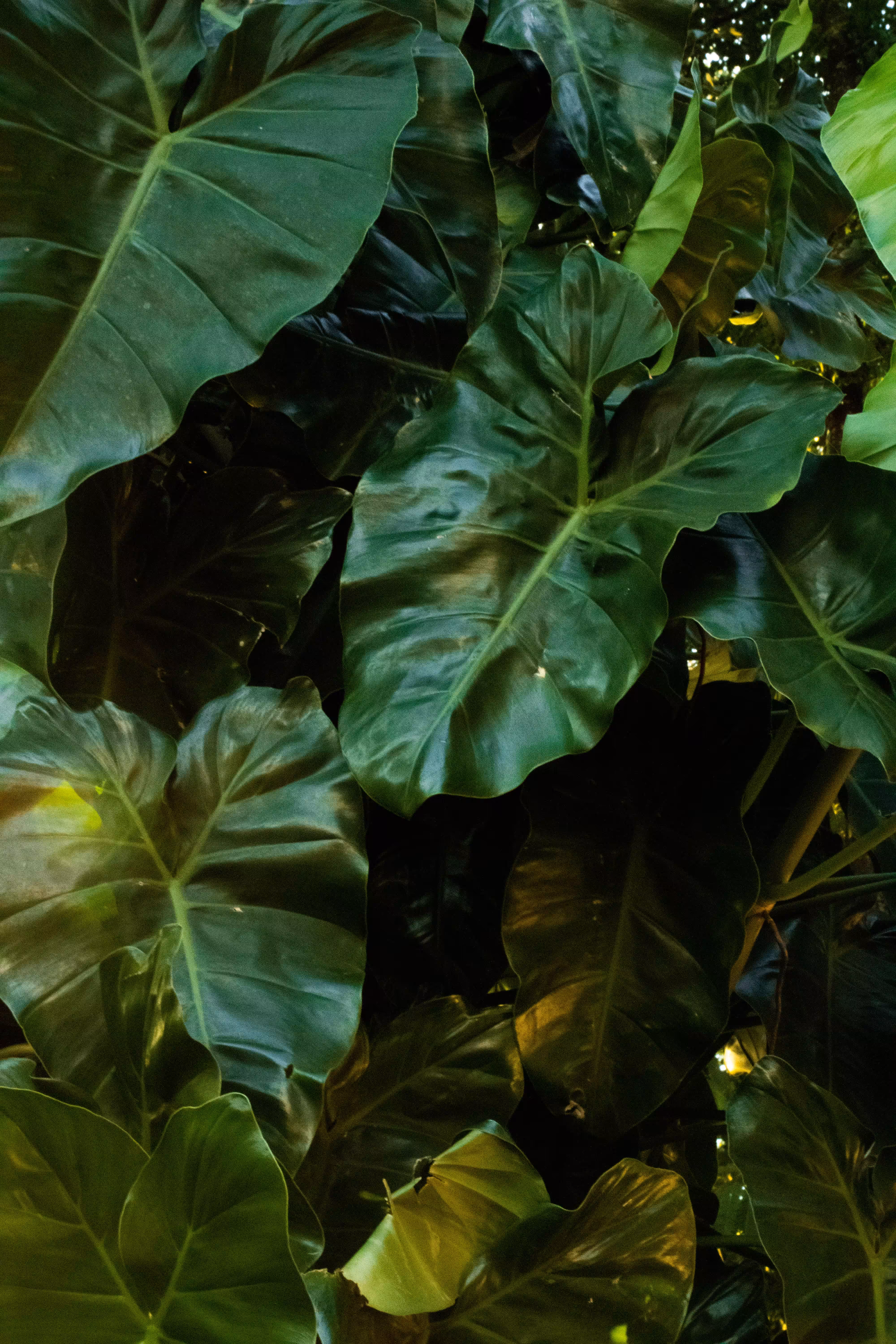 foliage