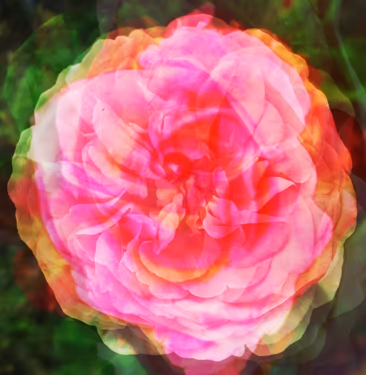a fathers roses (3 of 3)