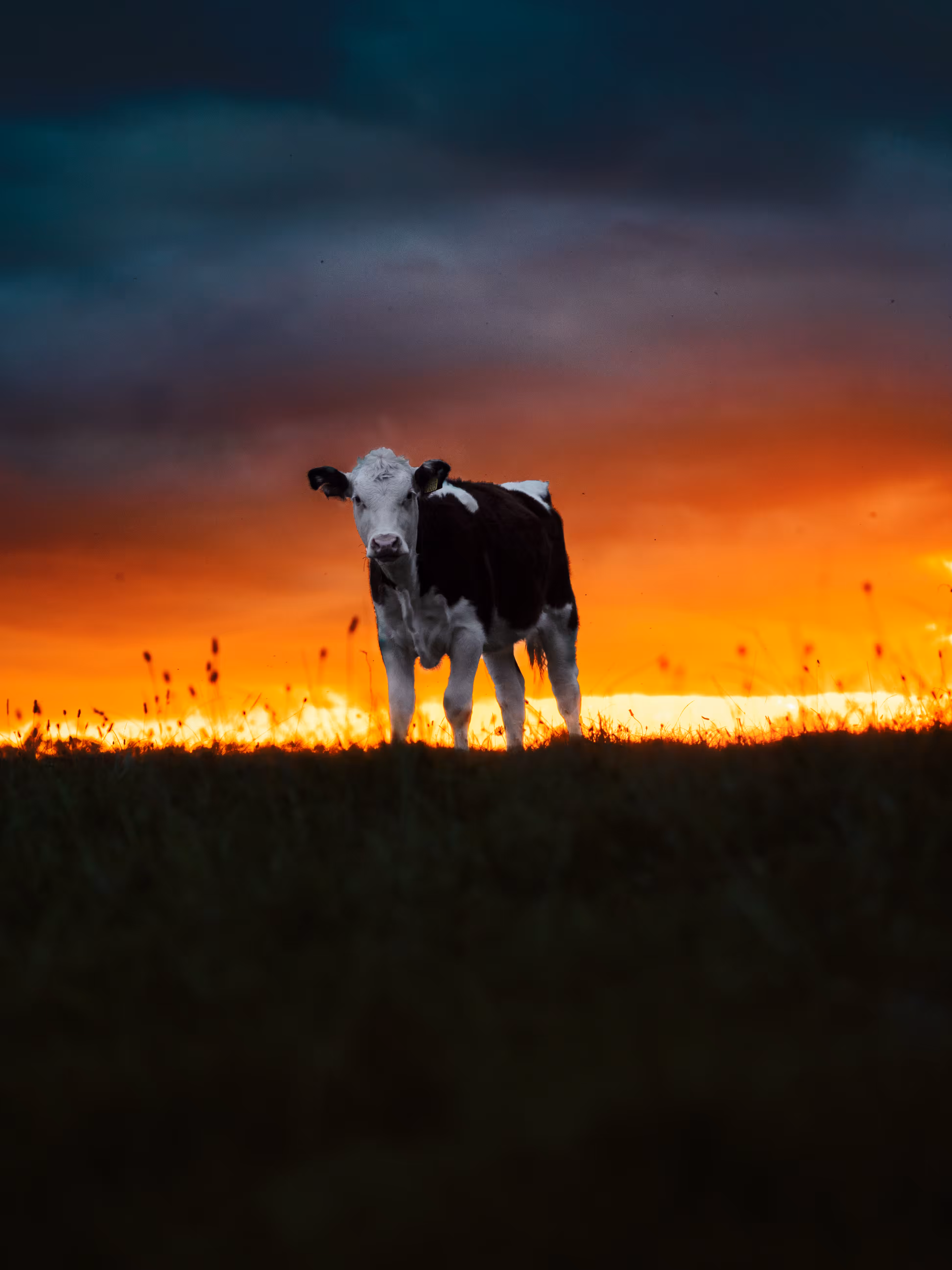 In the field theres a cow 