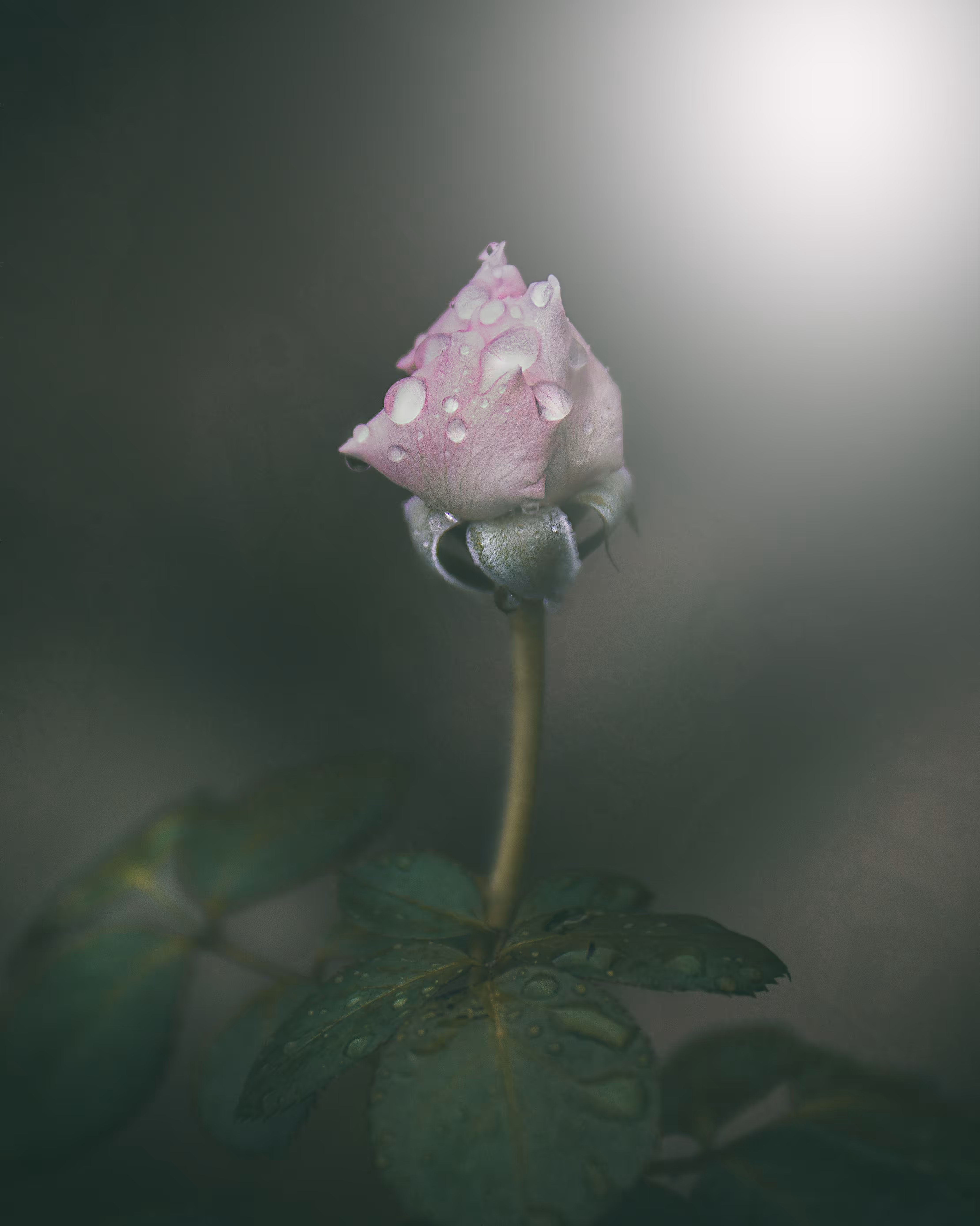 Becoming a Rose
