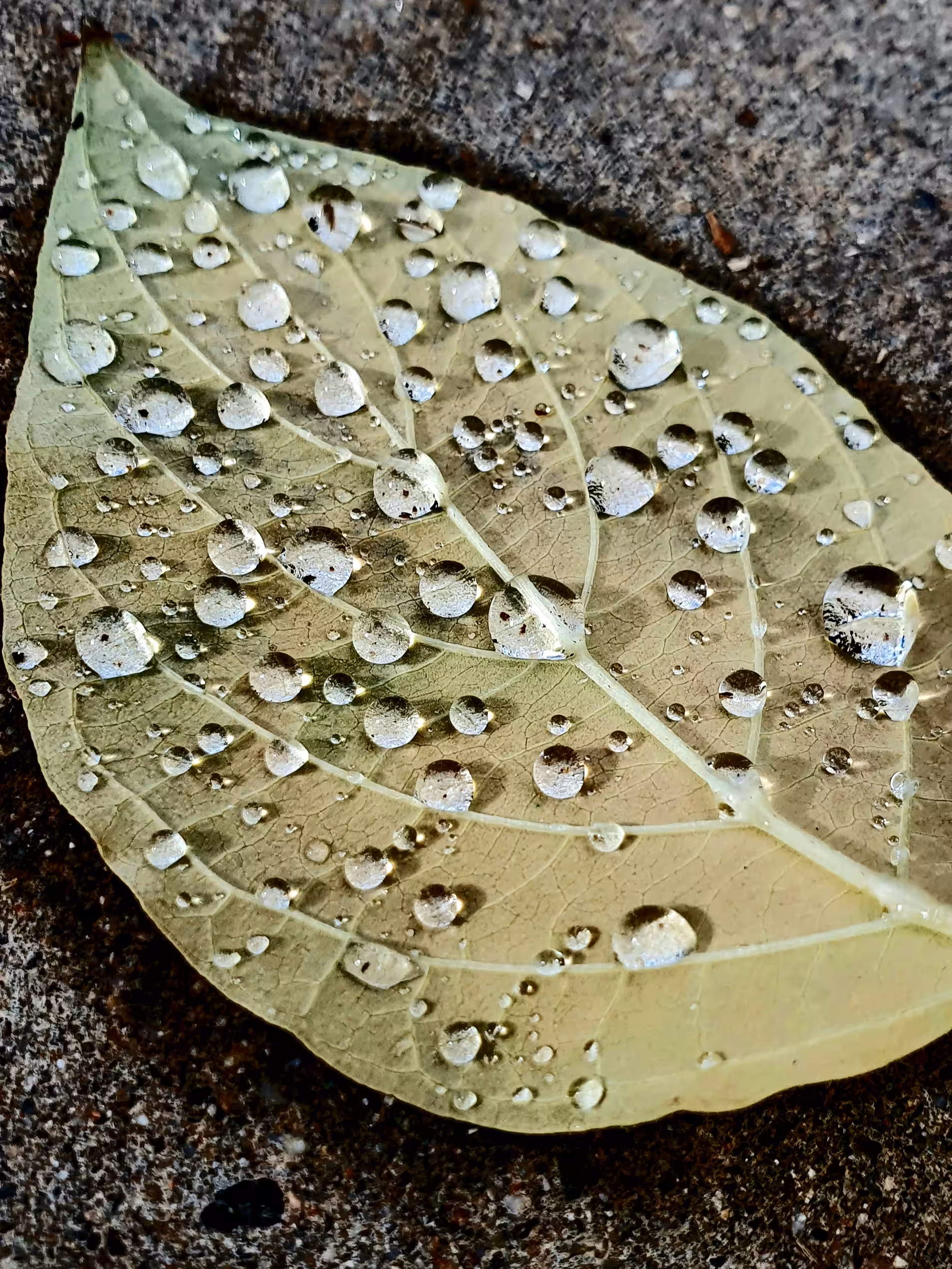 Drops in ocean