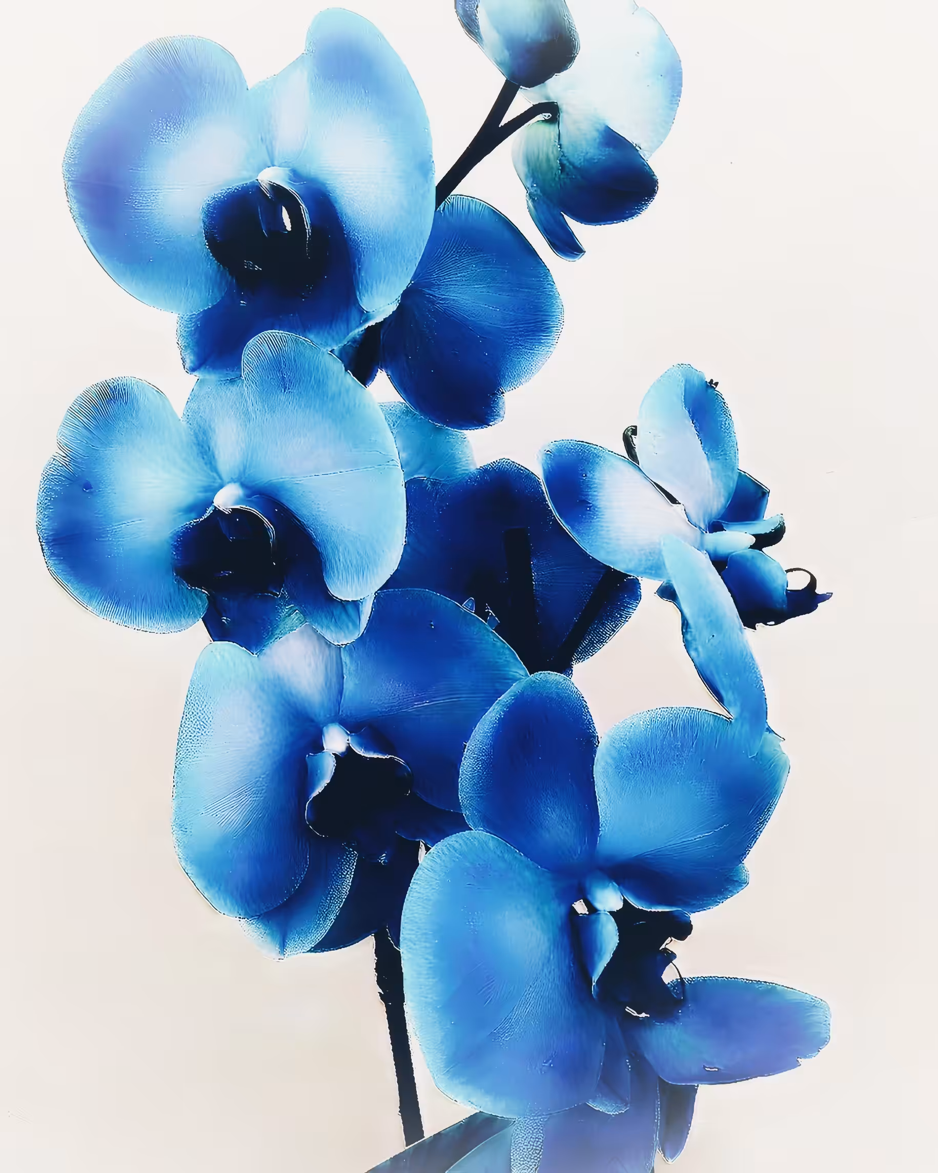 Blue Orchid