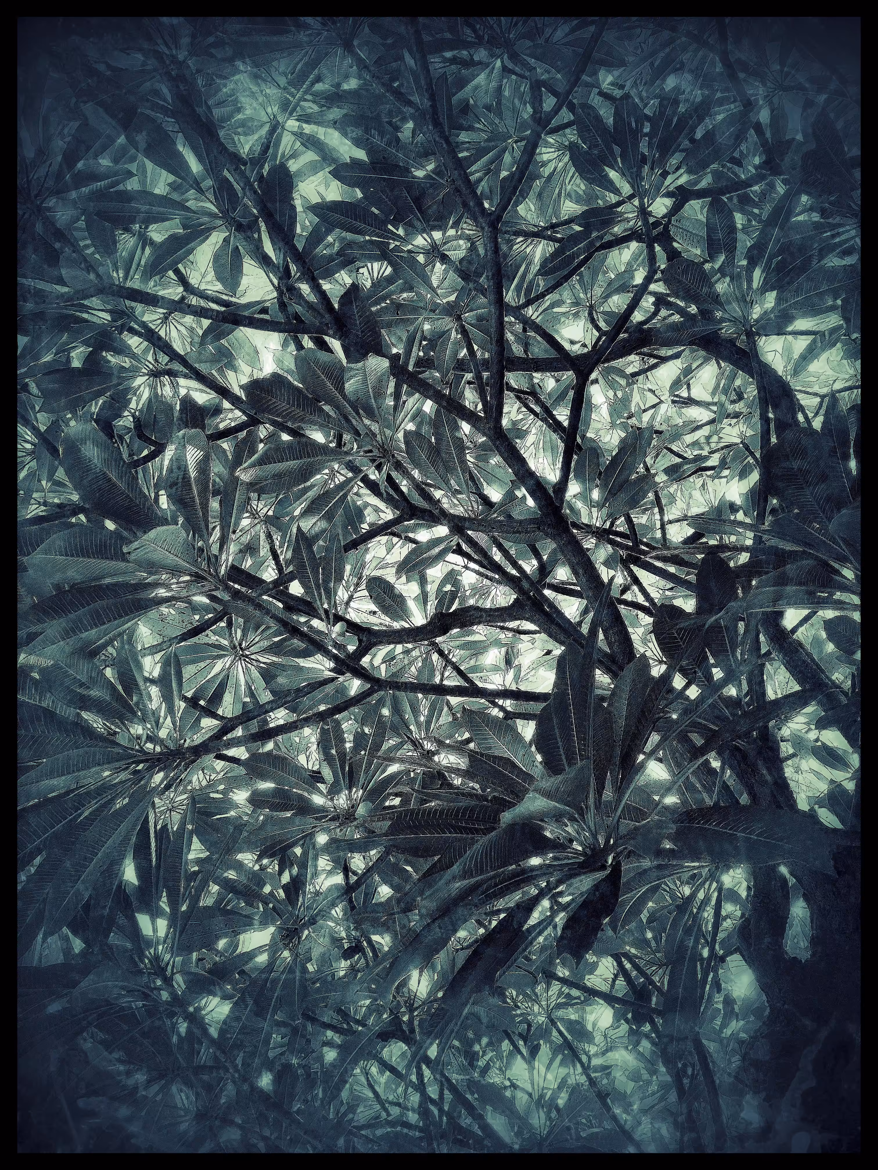 Frangipani