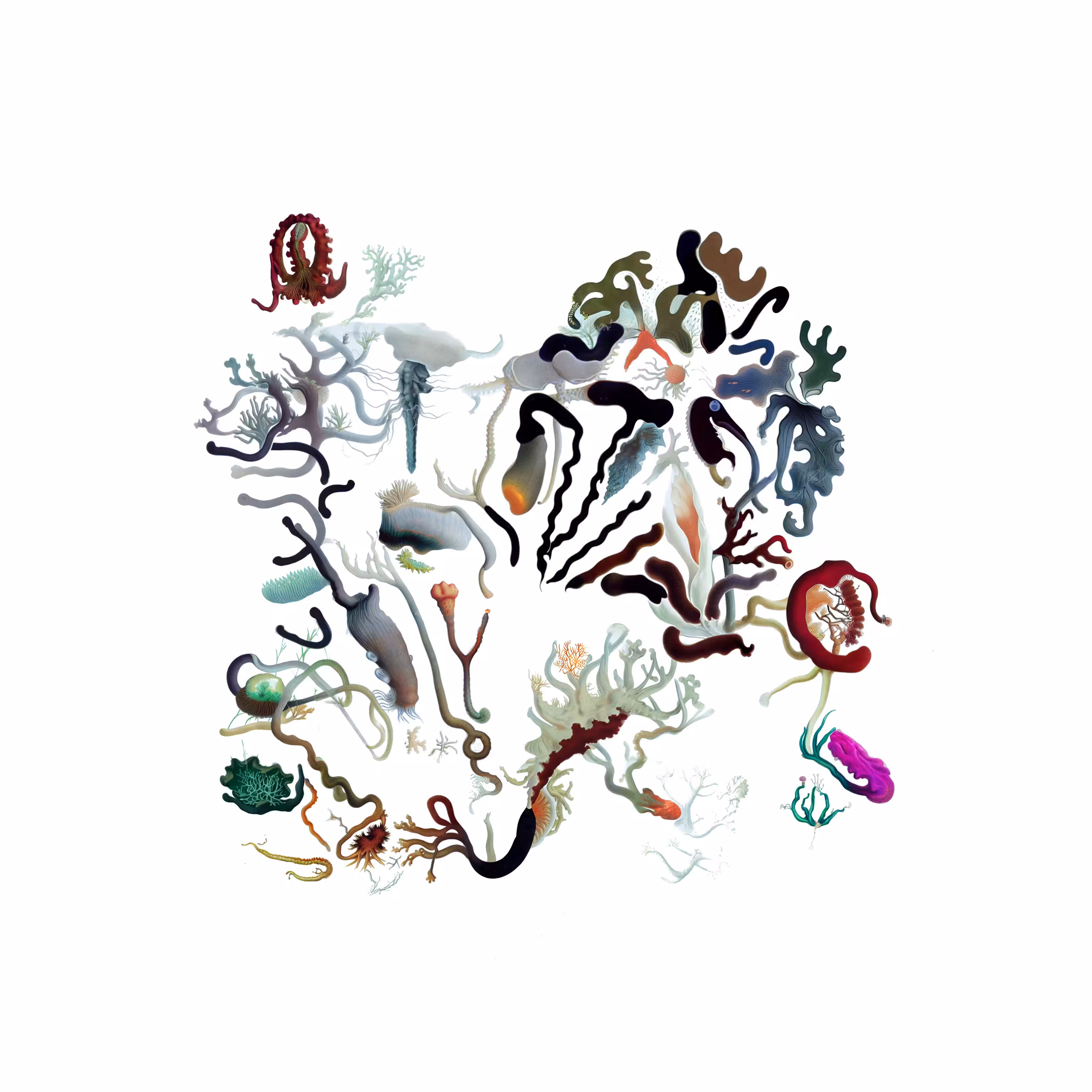 Intertidal Samples #48