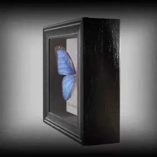 3D Art: Morpho Amathonte