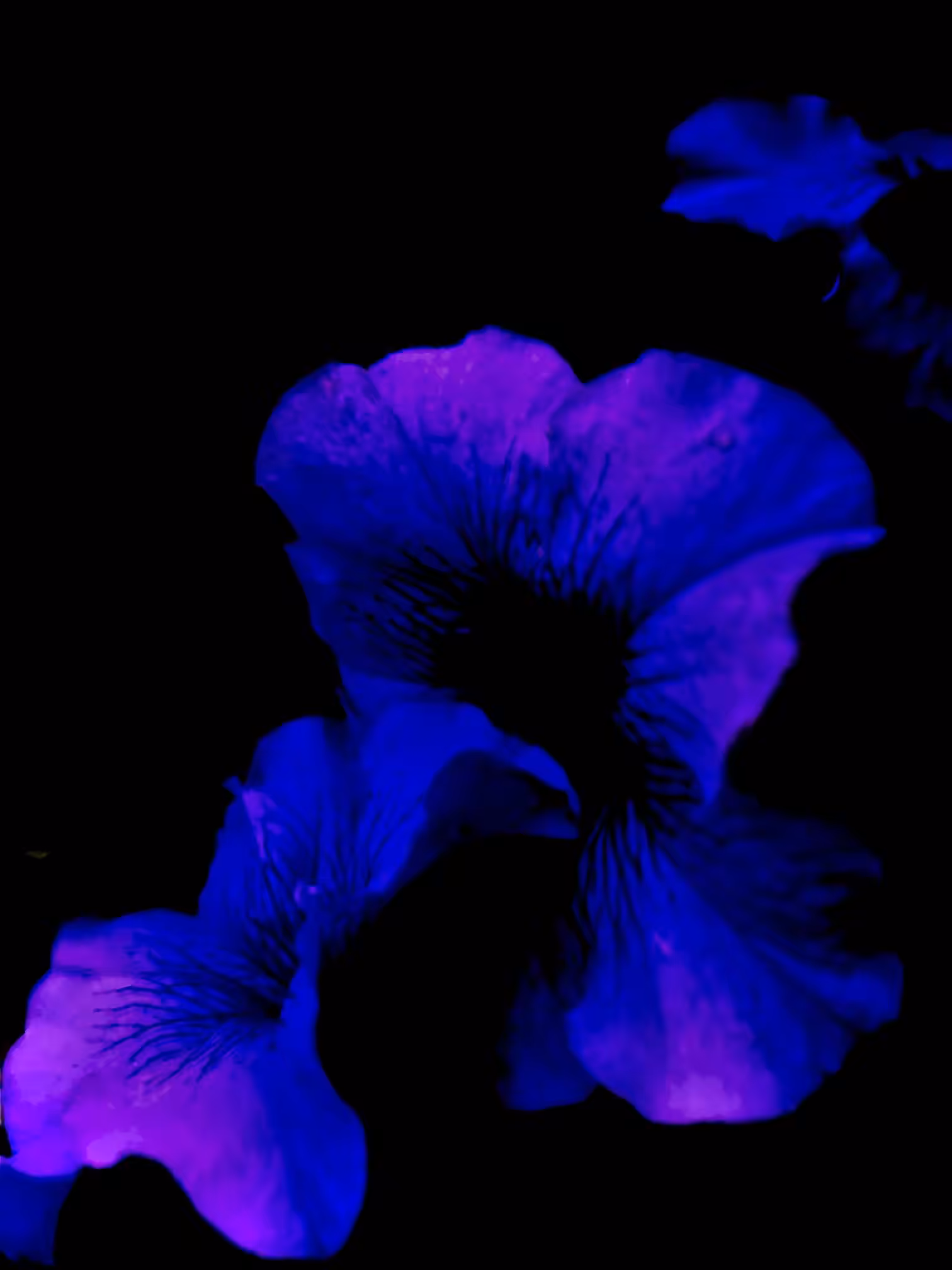 UltraBlue