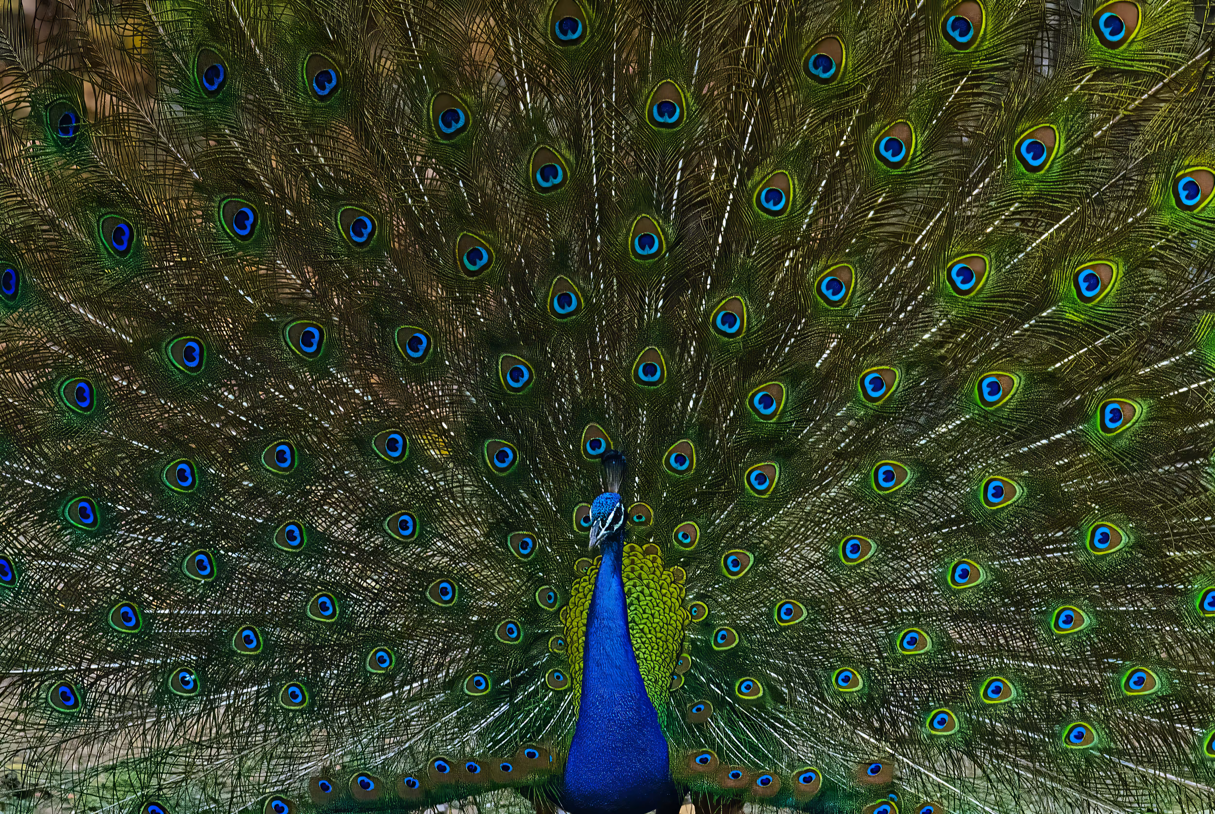 Indian Peacock