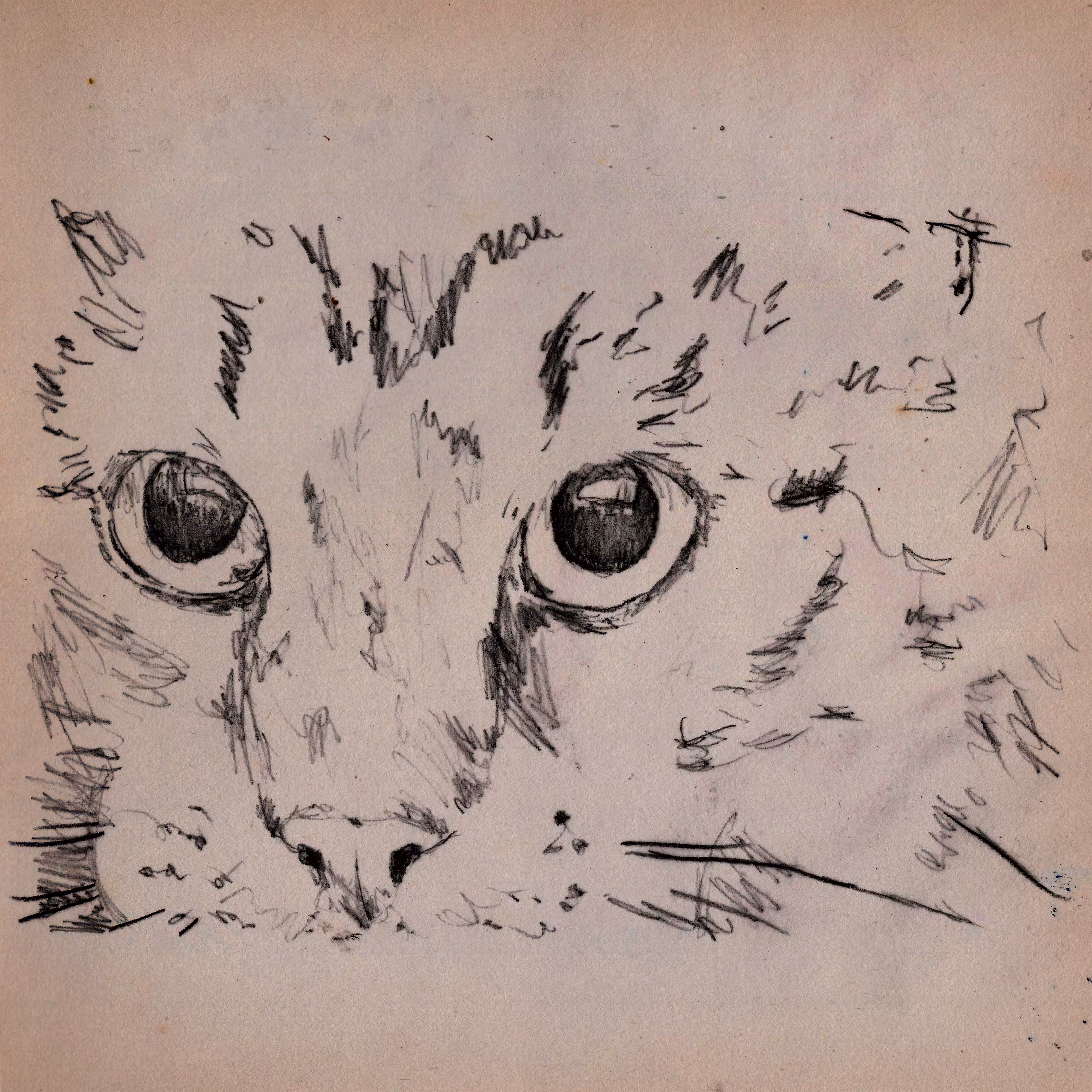 cat's eye