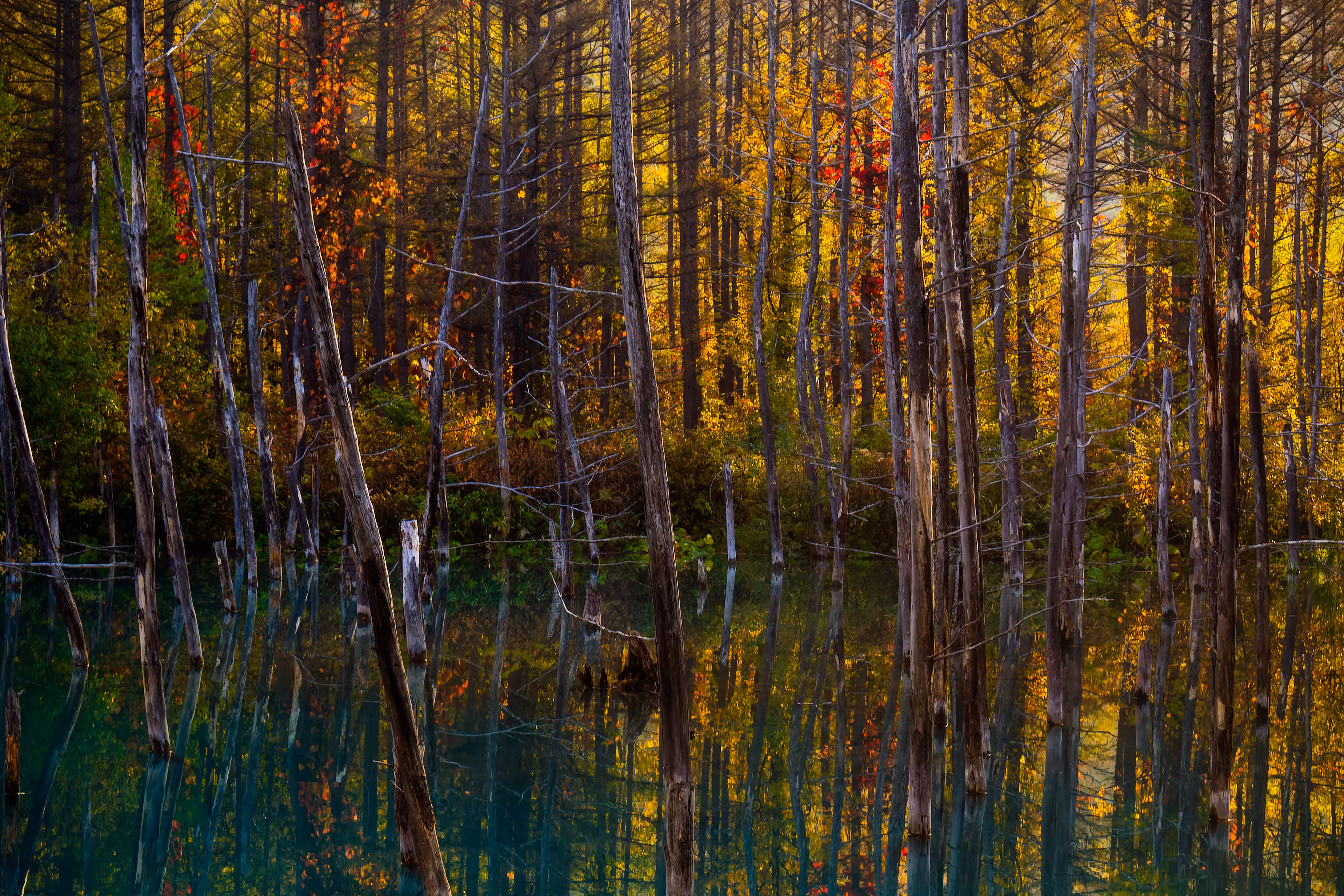 Autumn leaves decorating the pond