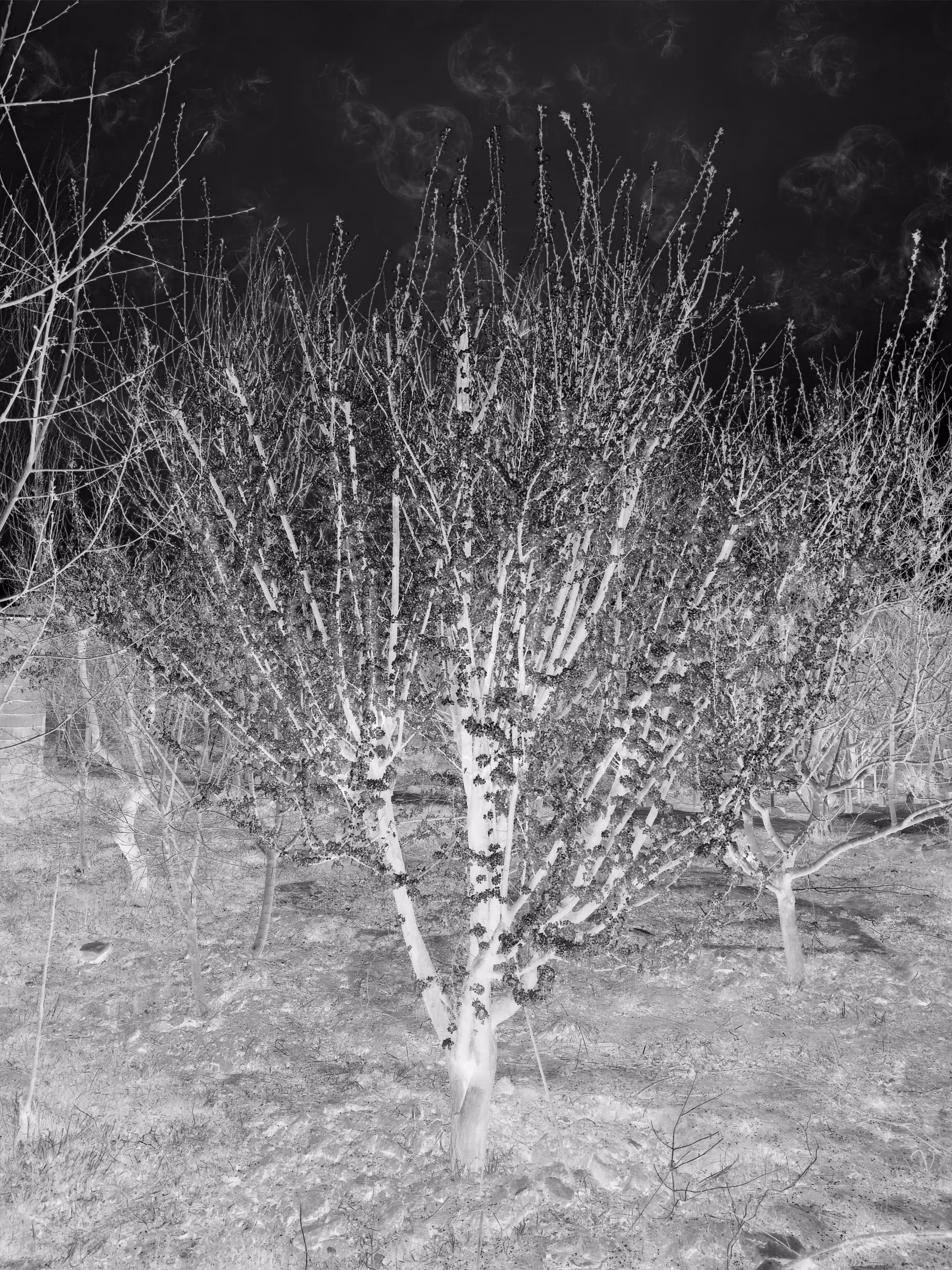 Young Tree