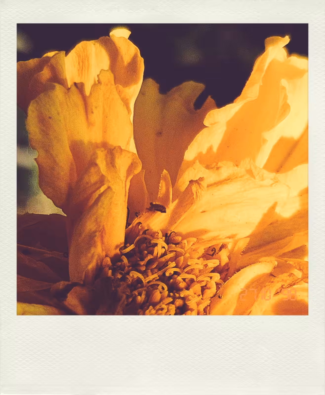 Honey