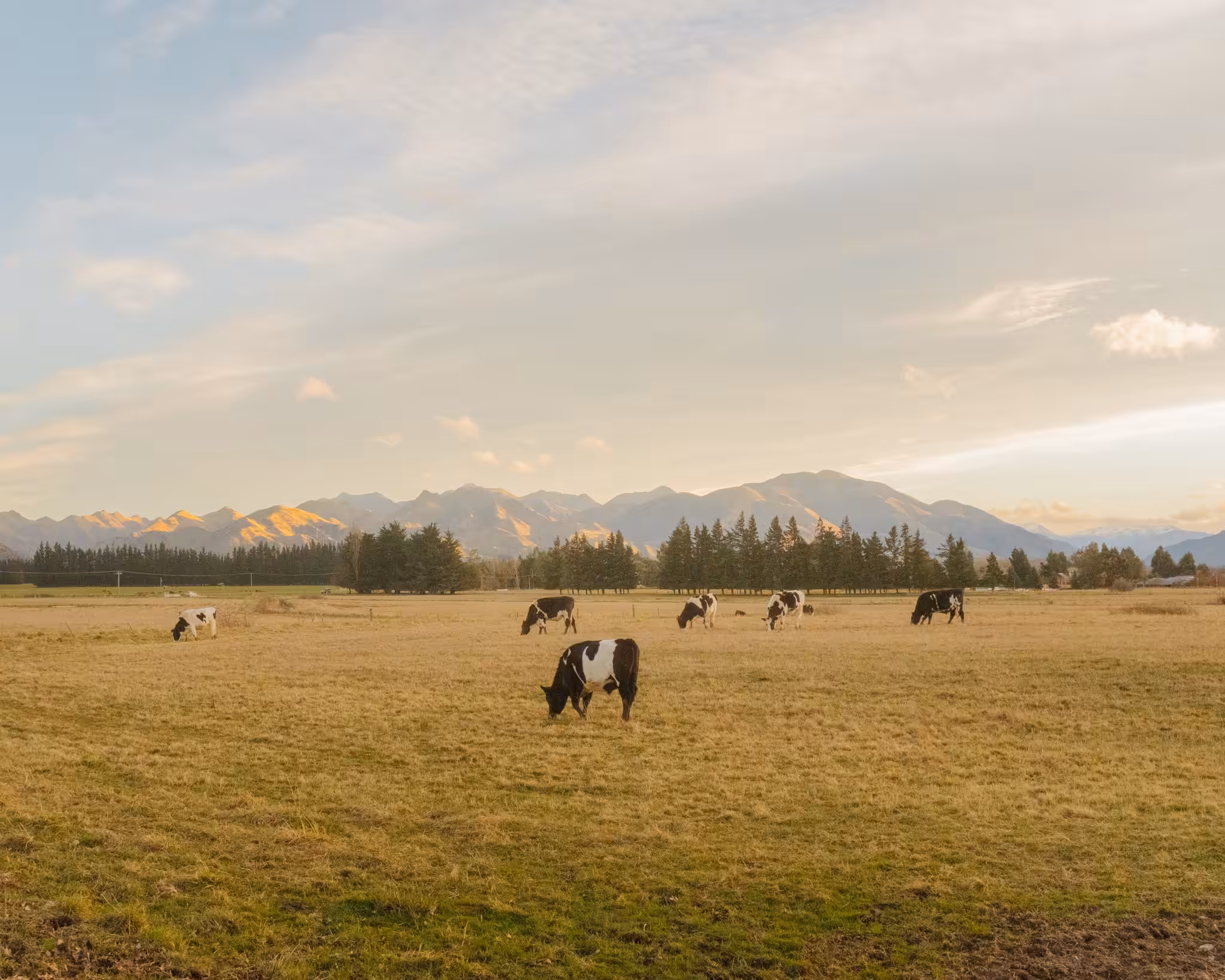 Greener Pasture 