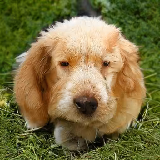 mushroomdog 001