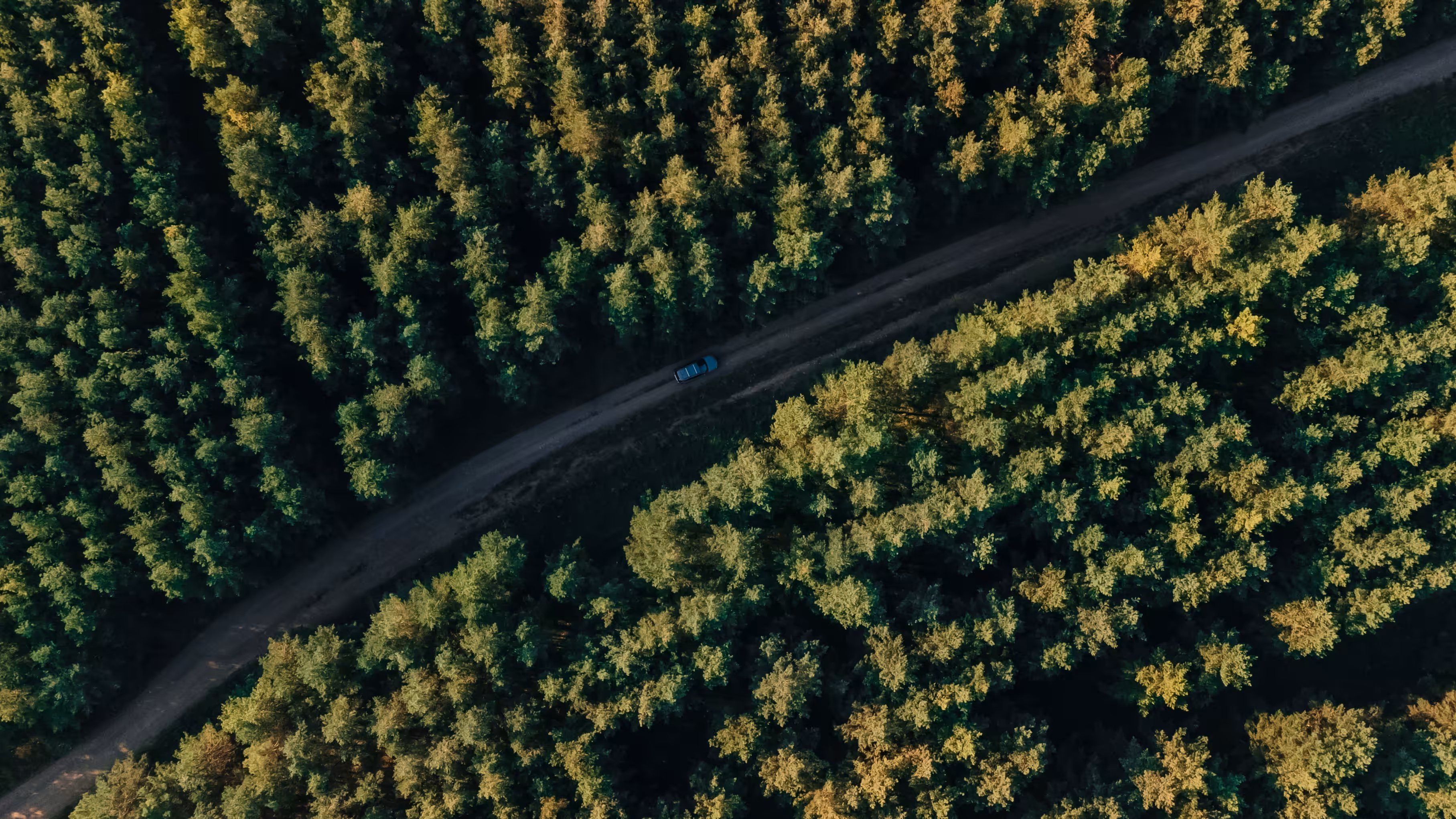 Somewhere above the road in the forest