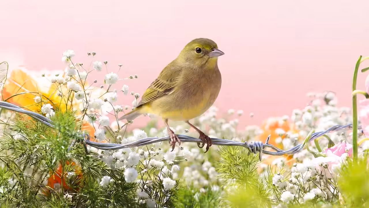 Birds Observations: Pistachio, A Place Between