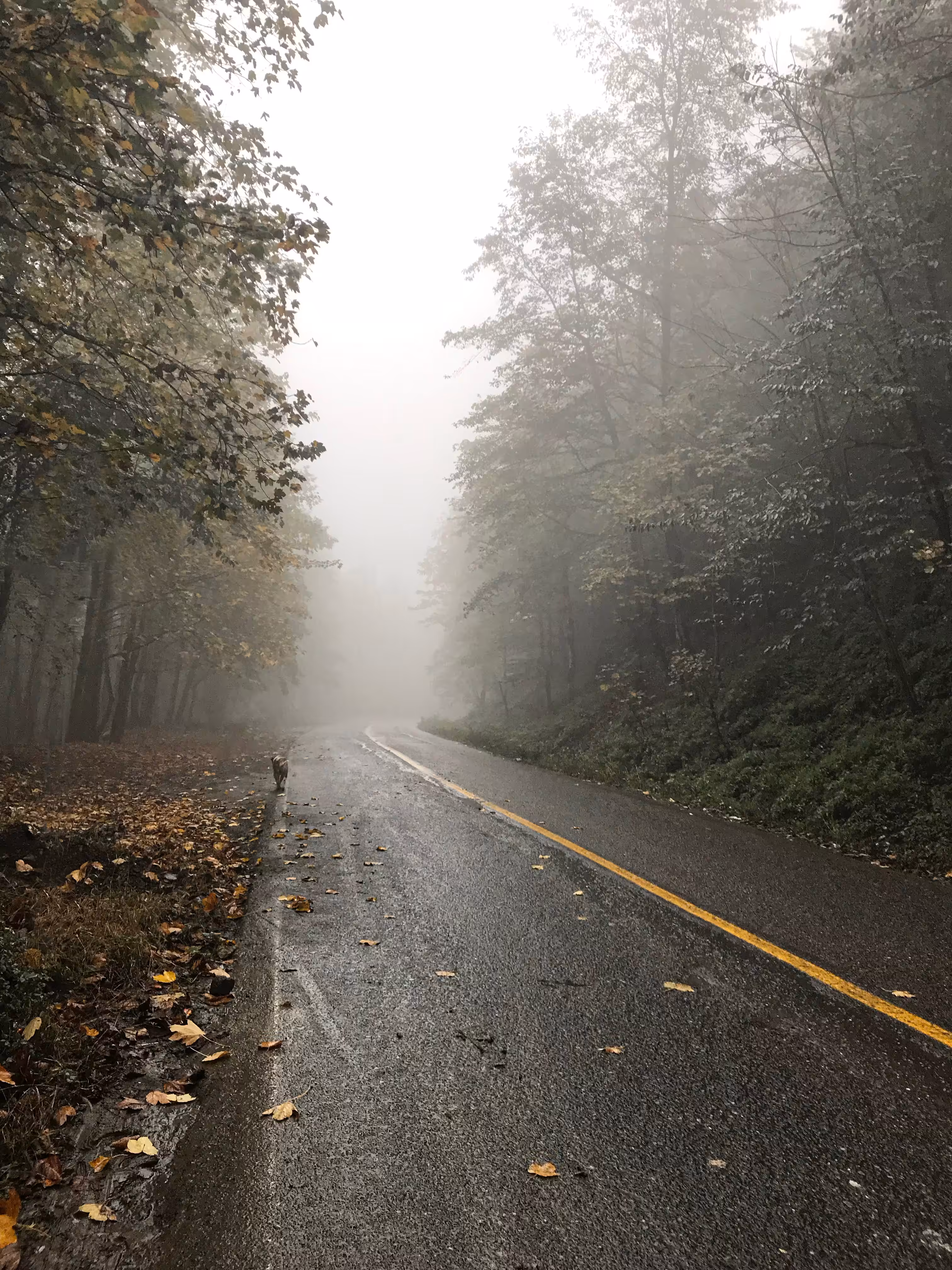 The Path in the Mist