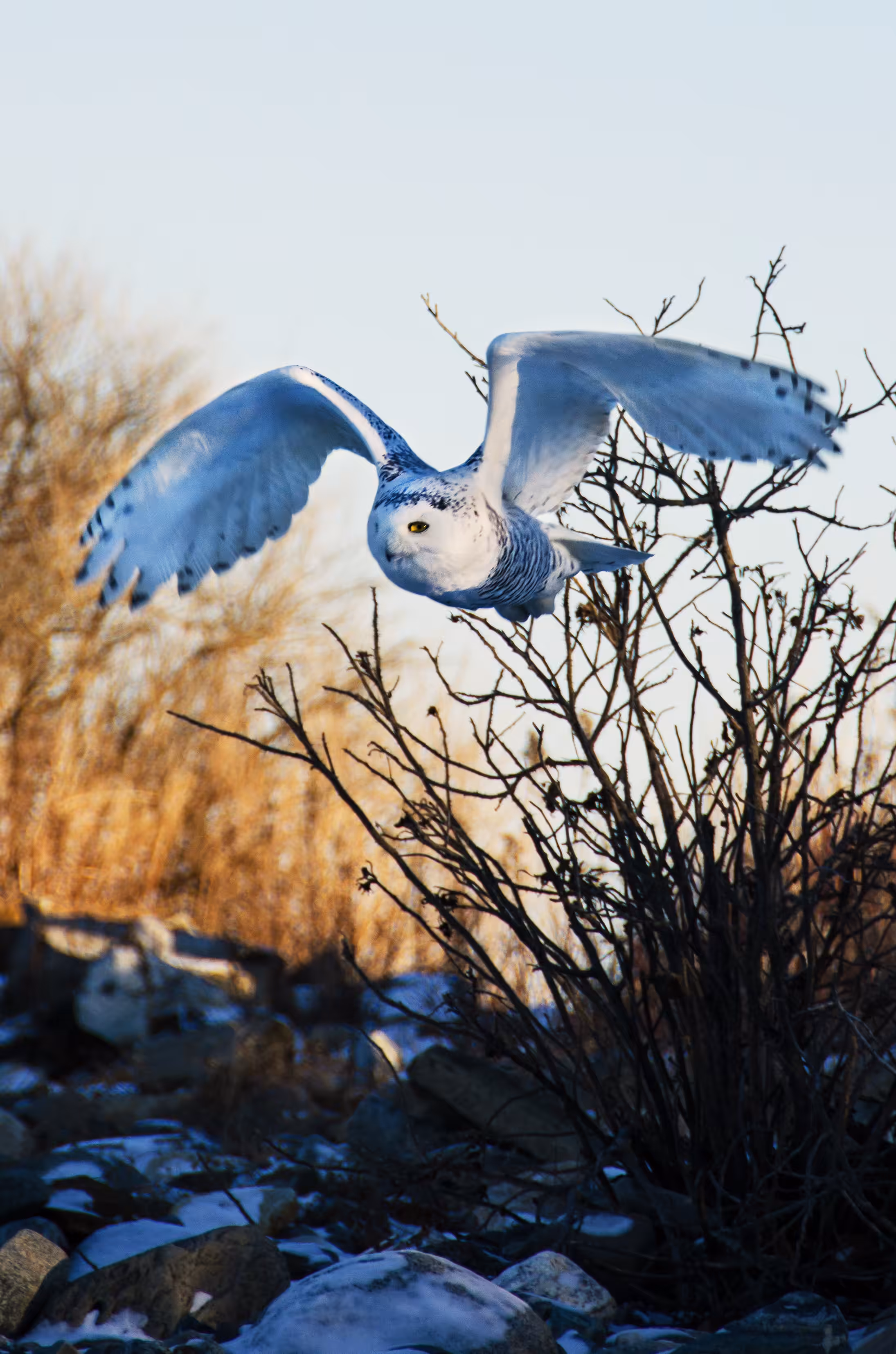 Snowy Owl