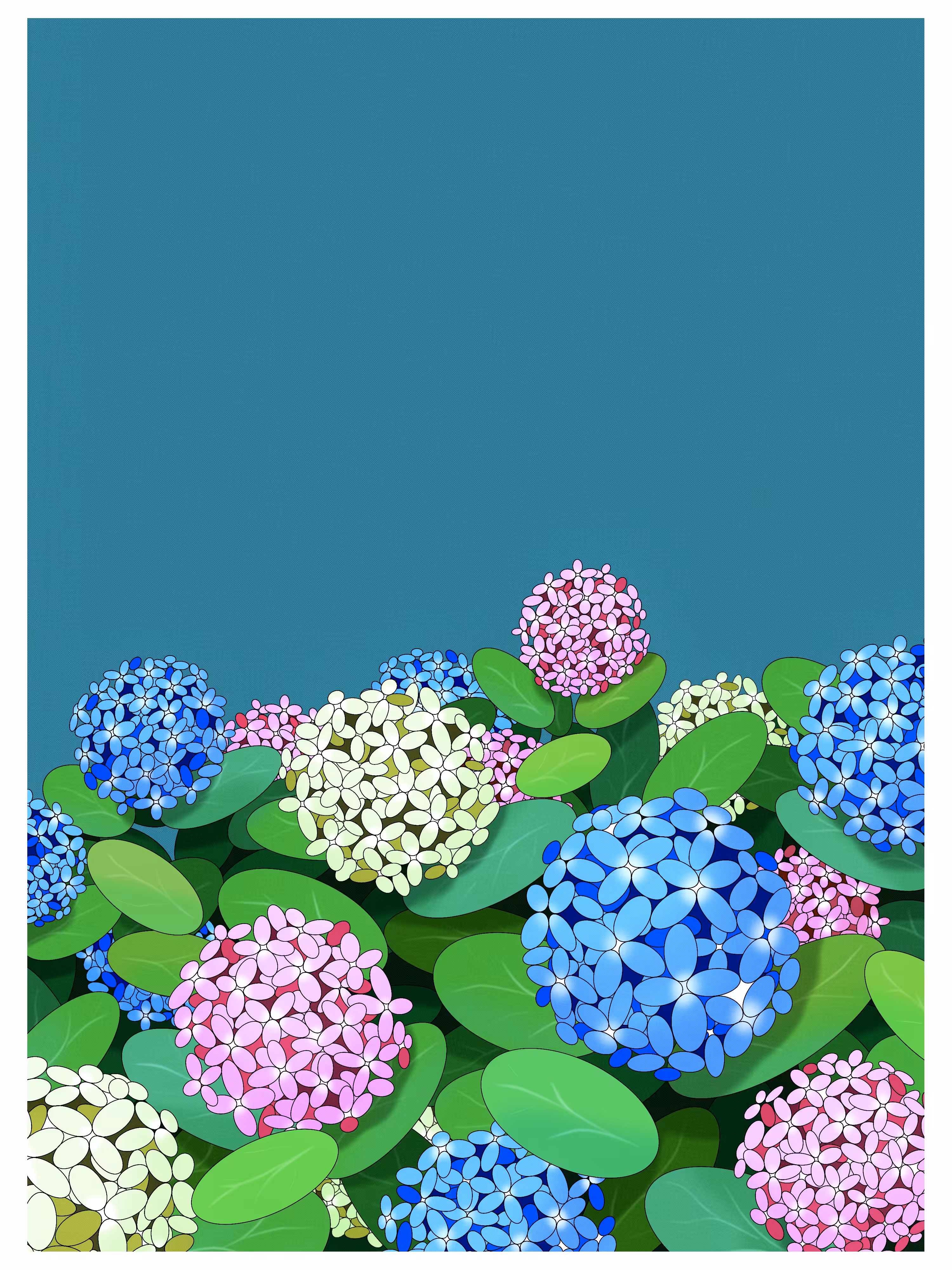 Hydrangea