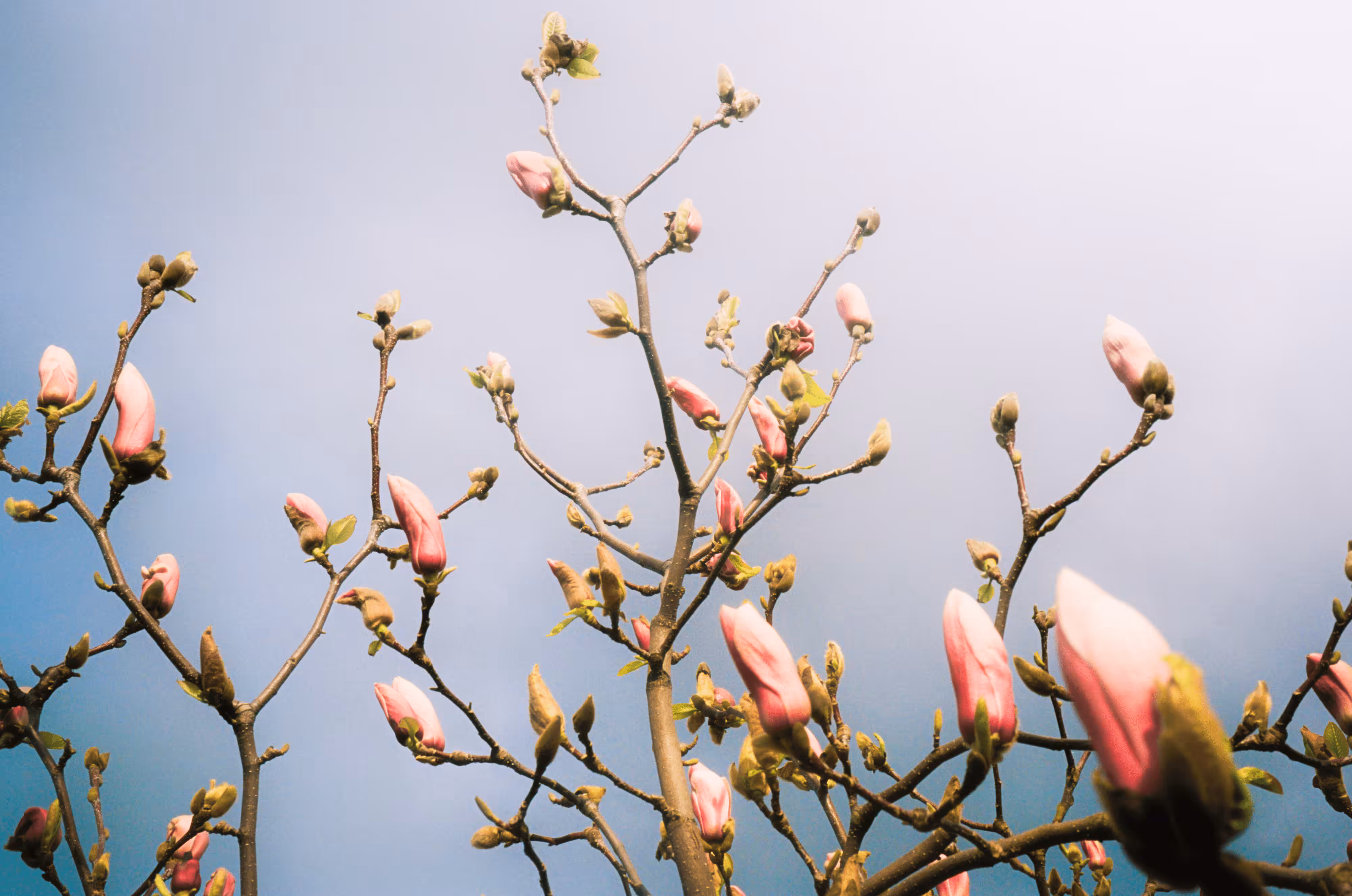 storm magnolias