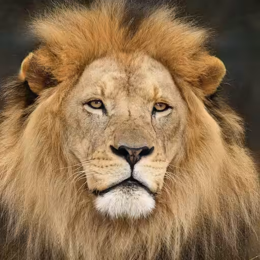 Is this lion OK?