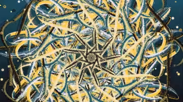 Ganxillo #1