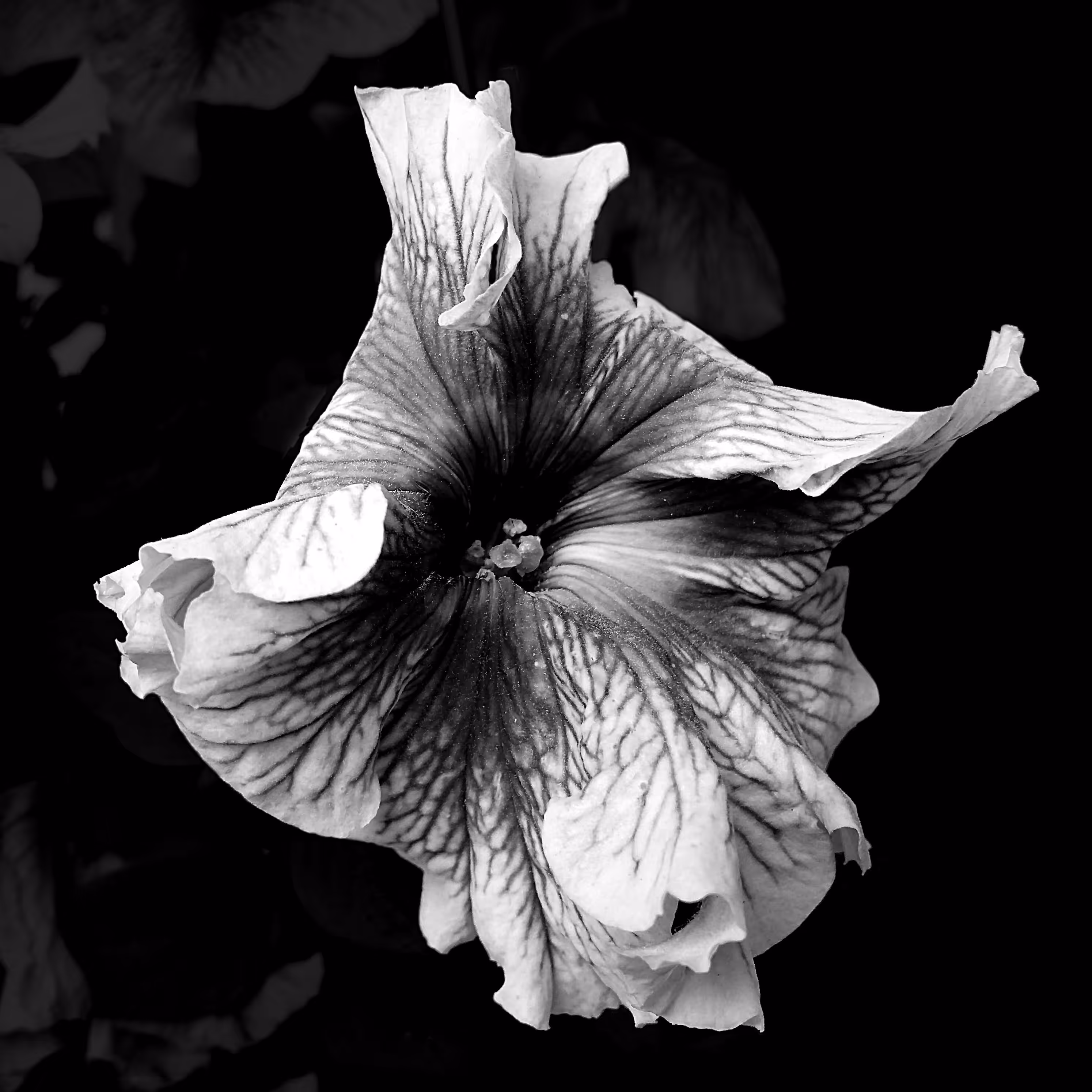 Flower 01