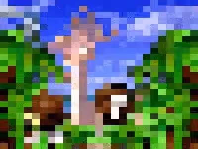  Coco-Net