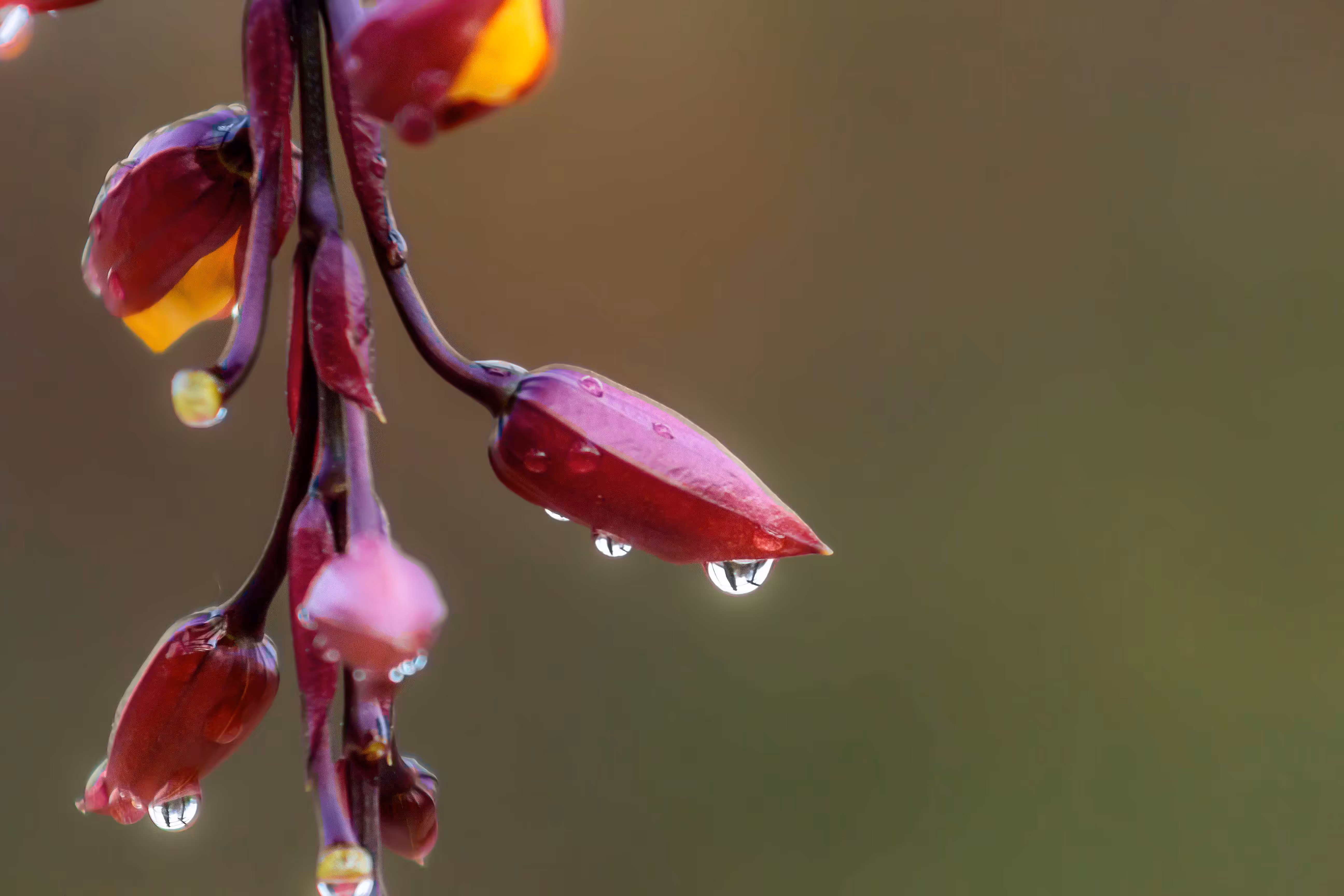 Drops and feelings