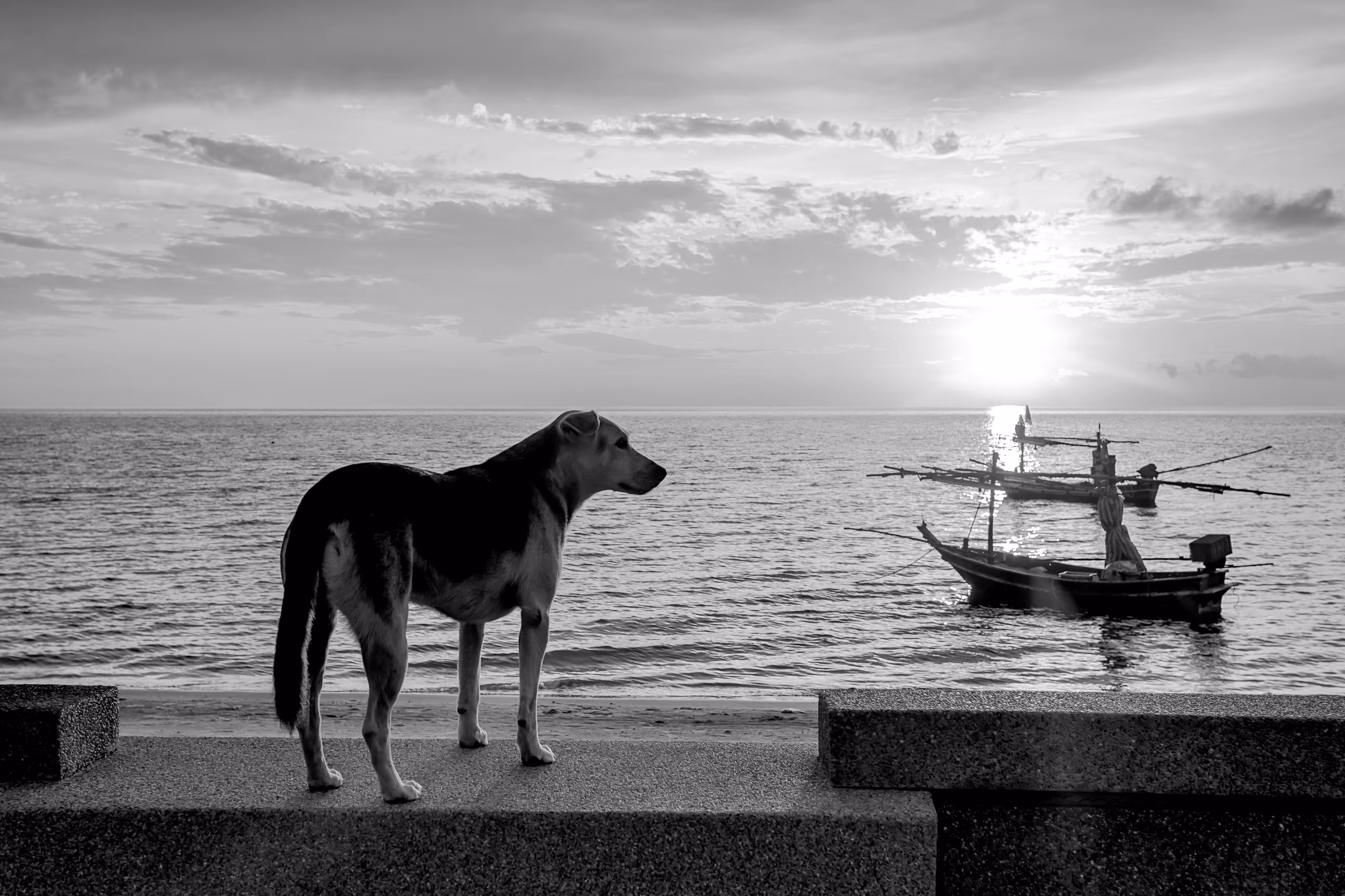 Beach dog.