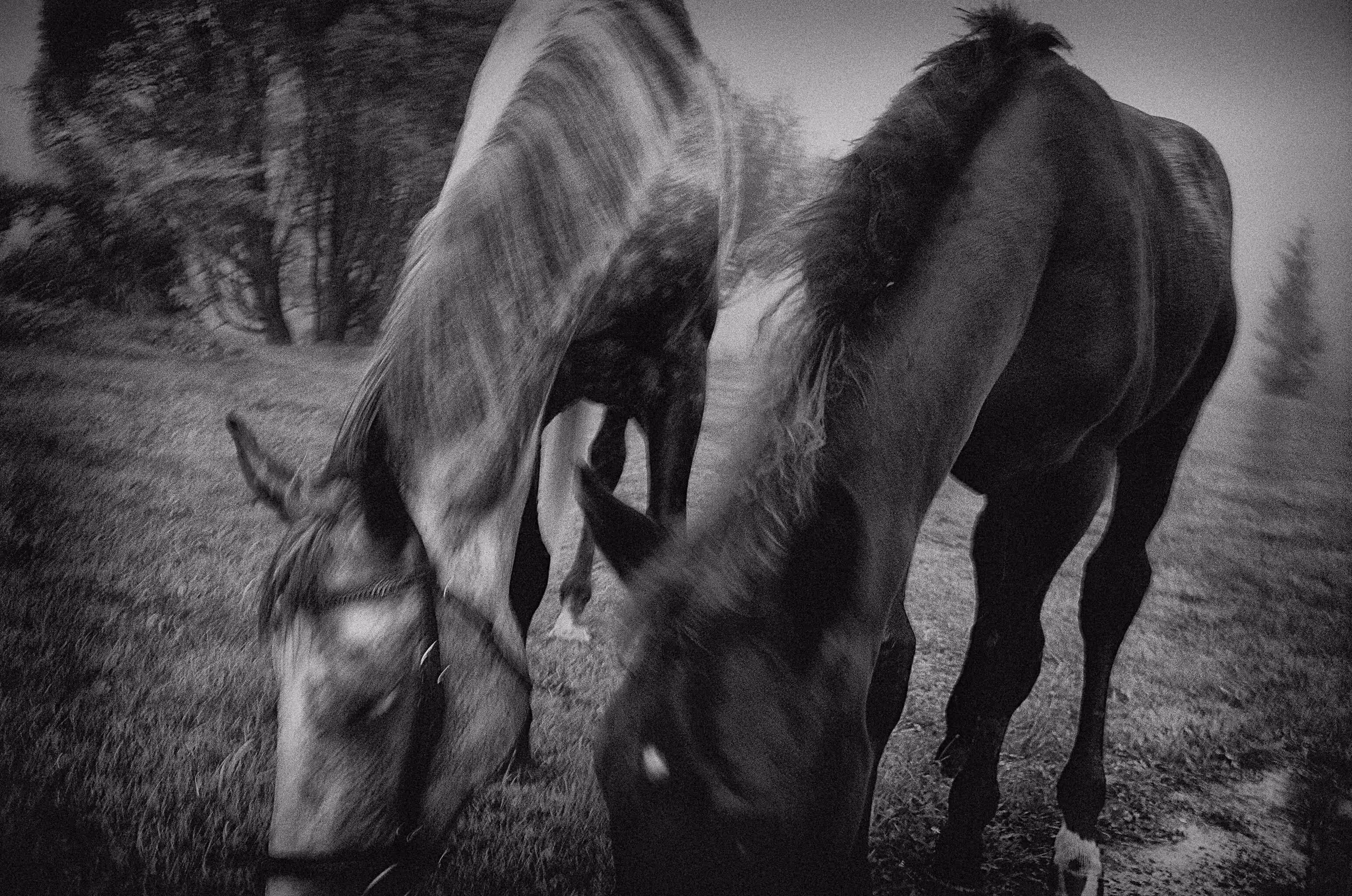 Two horses